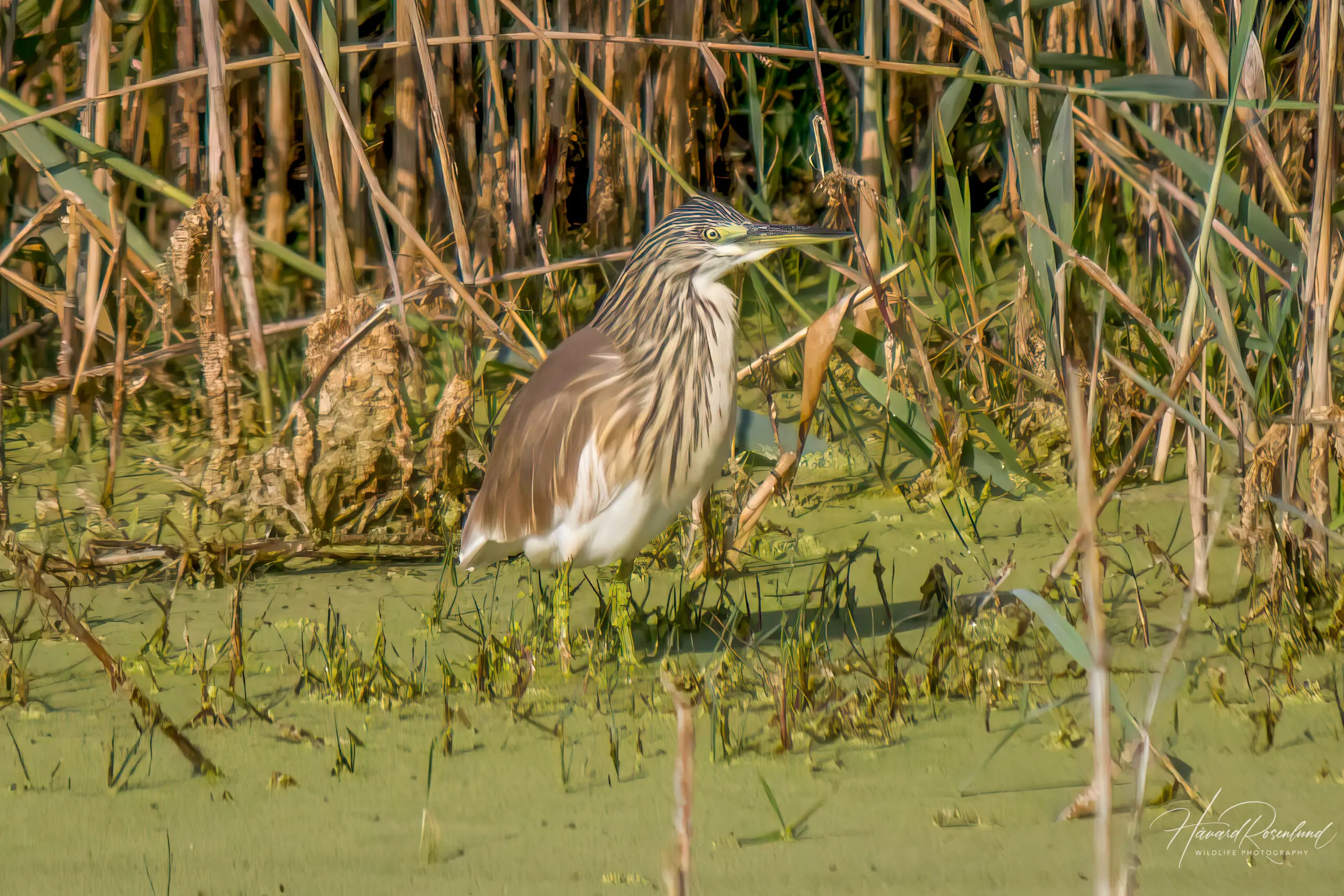 Squacco Heron (Ardeola ralloides) @ Tembe Elephant Park, South Africa. Photo: Håvard Rosenlund