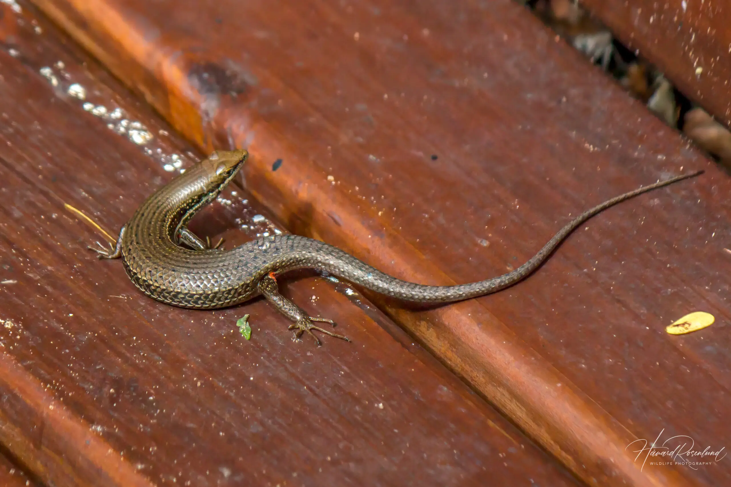 Eastern Sand Skink (Trachylepis depressa) @ Eastern Shores - iSimangaliso Wetland Park, South Africa. Photo: Håvard Rosenlund