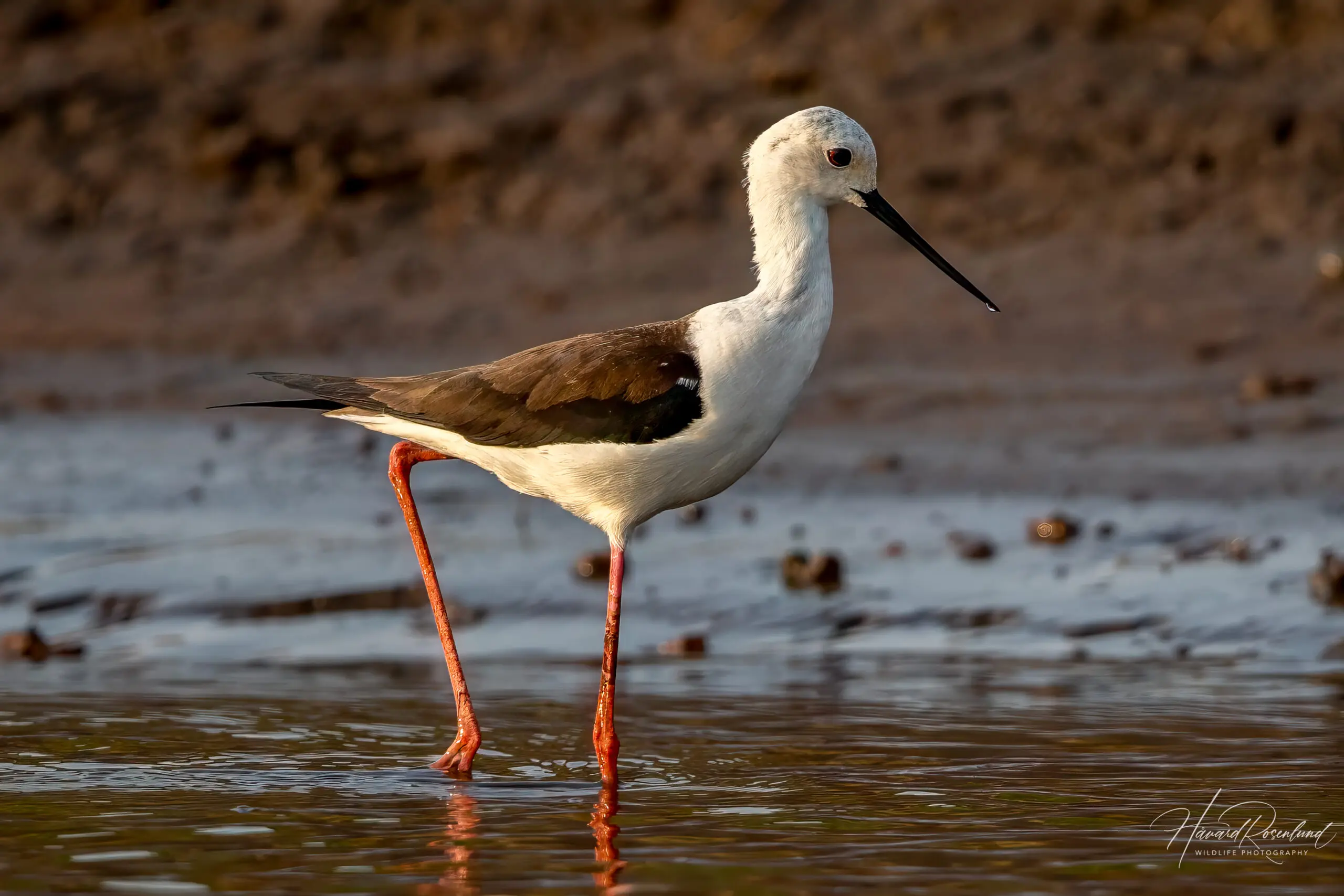 Black-winged Stilt (Himantopus himantopus) @ Satpura National Park, India. Photo: Håvard Rosenlund