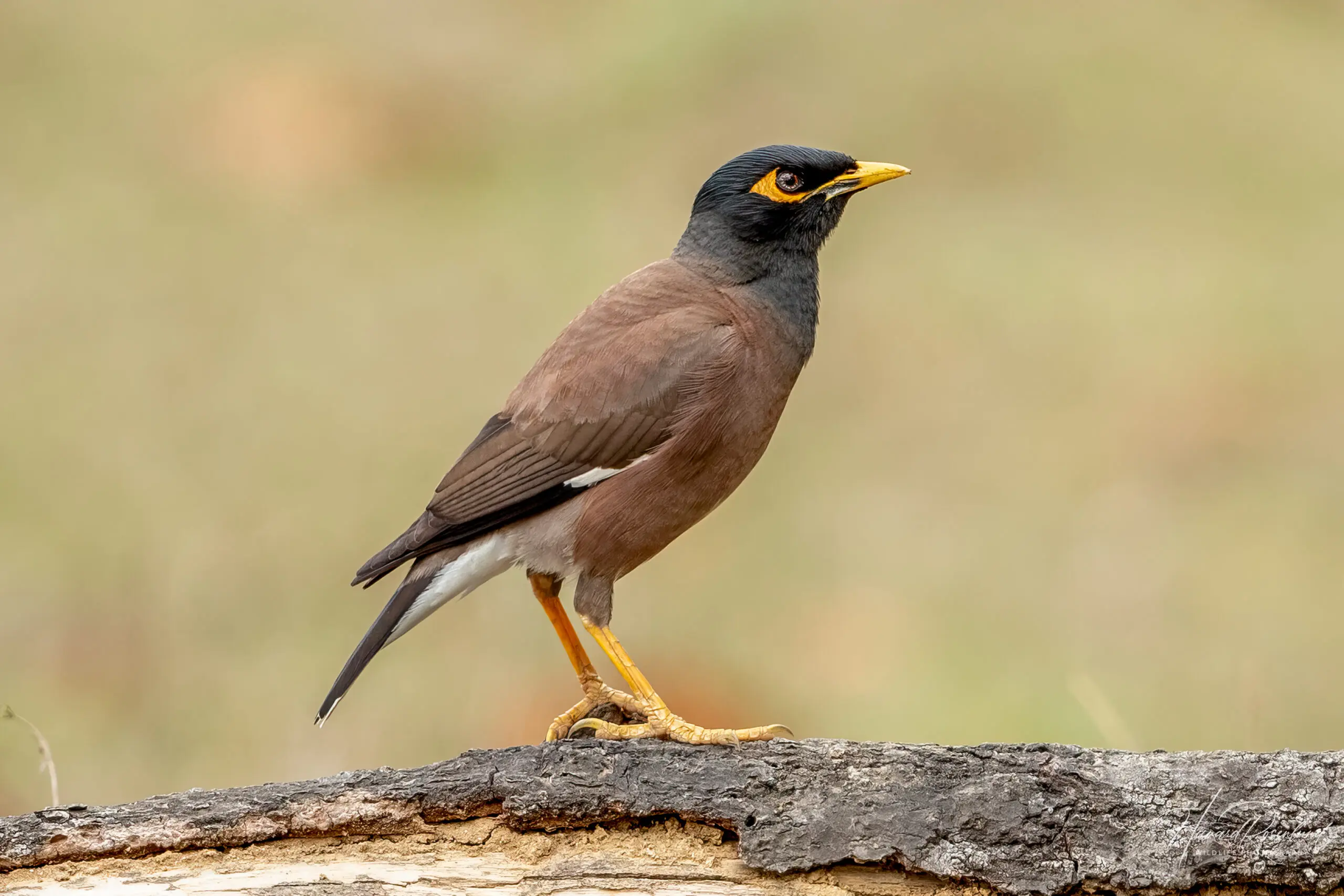 Common Myna (Acridotheres tristis) @ Kanha National Park, India. Photo: Håvard Rosenlund