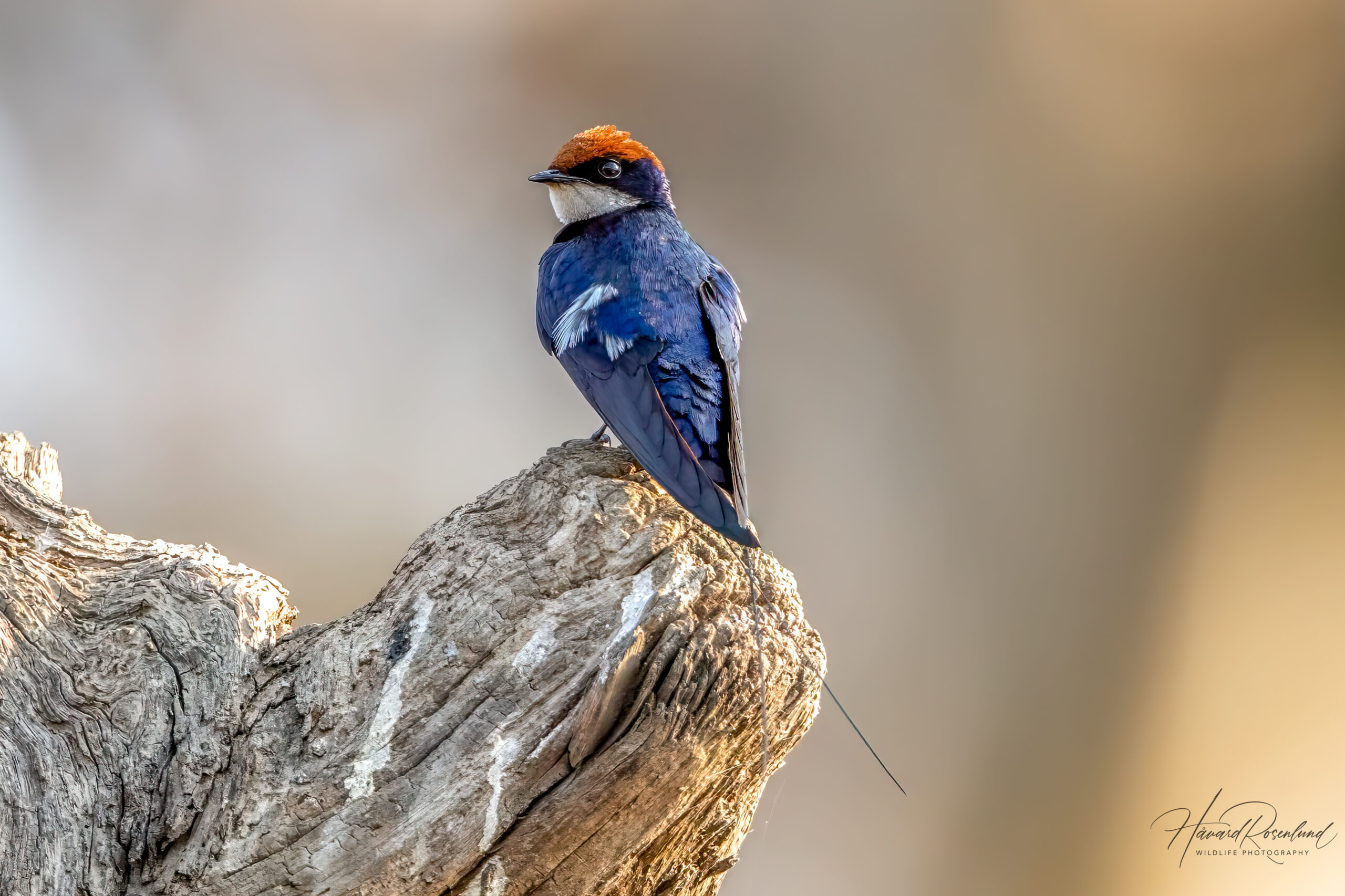 Wire-tailed Swallow (Hirundo smithii) @ Satpura National Park, India. Photo: Håvard Rosenlund