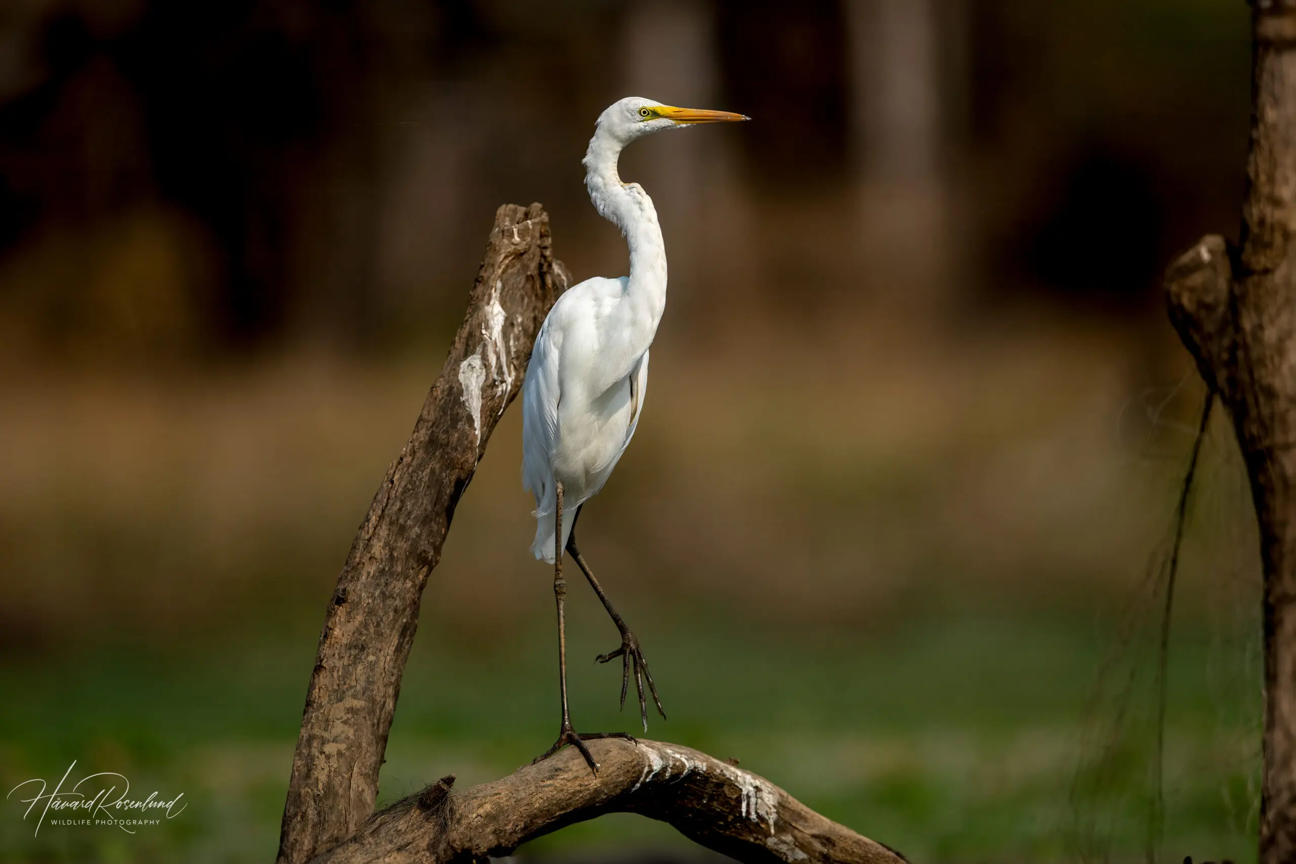 Great Egret (Ardea alba) @ Satpura National Park, India. Photo: Håvard Rosenlund