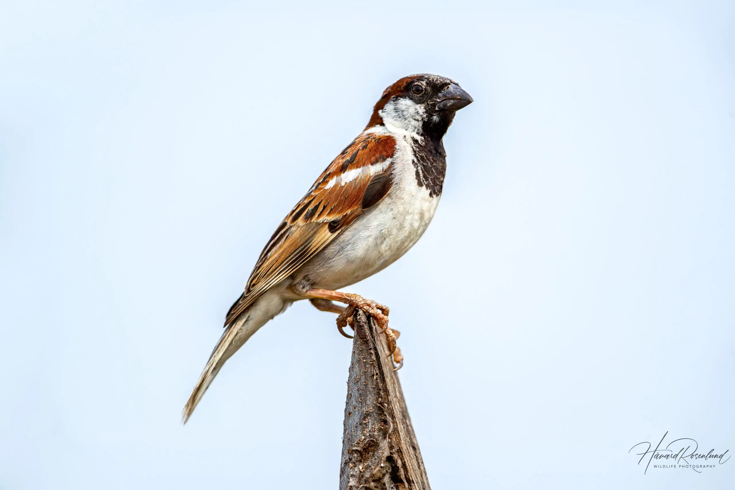 House Sparrow (Passer domesticus) - Male @ Satpura National Park, India. Photo: Håvard Rosenlund