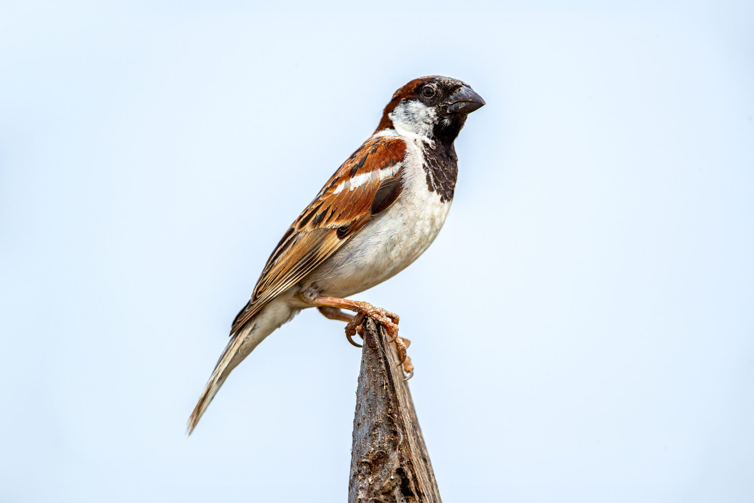 House Sparrow (Passer domesticus) - Male @ Satpura National Park, India. Photo: Håvard Rosenlund