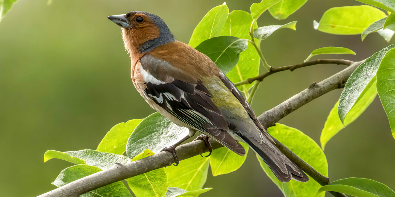 Common Chaffinch (Fringilla coelebs) @ Nittedal, Norway. Photo: Håvard Rosenlund
