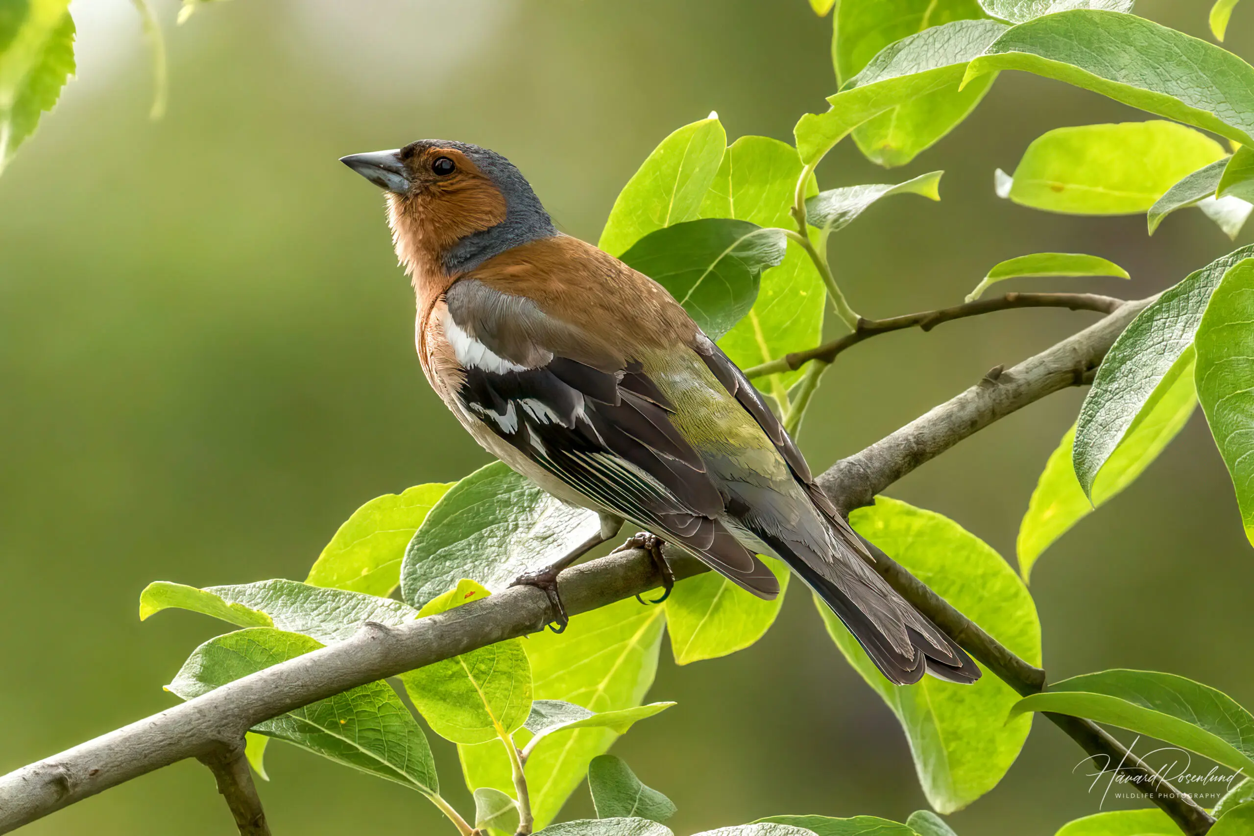 Common Chaffinch (Fringilla coelebs) @ Nittedal, Norway. Photo: Håvard Rosenlund