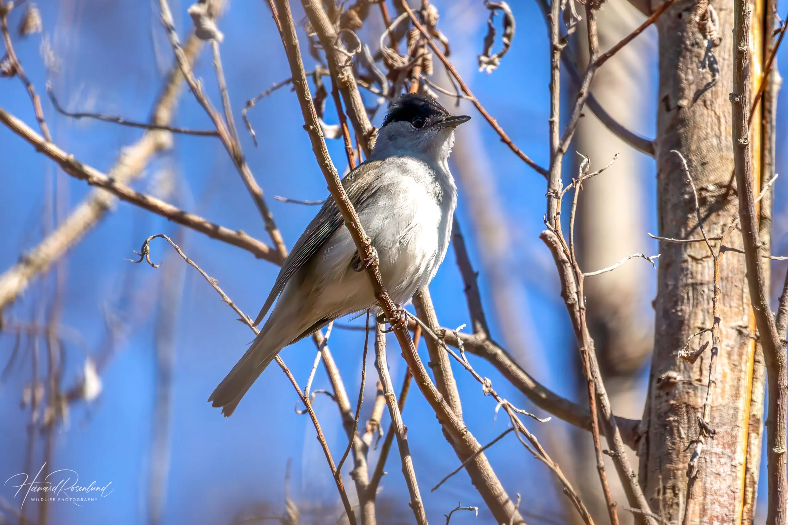 Eurasian Blackcap (Sylvia atricapilla) - Male @ Fornebu, Norway. Photo: Håvard Rosenlund