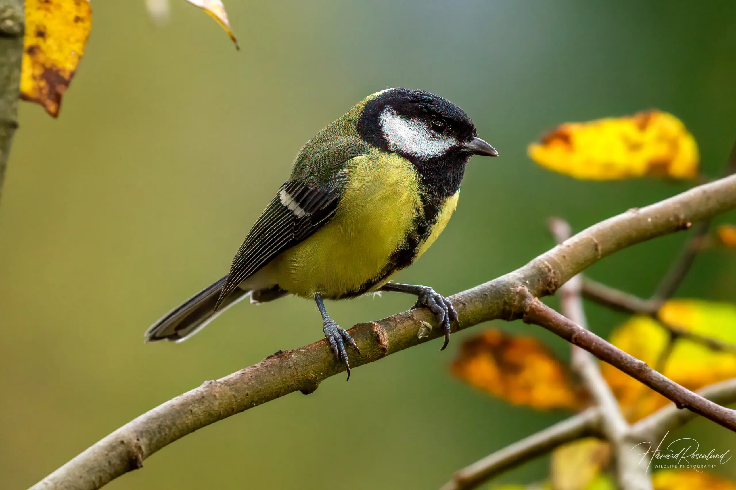 Great Tit (Parus major) | Wildlife Vagabond