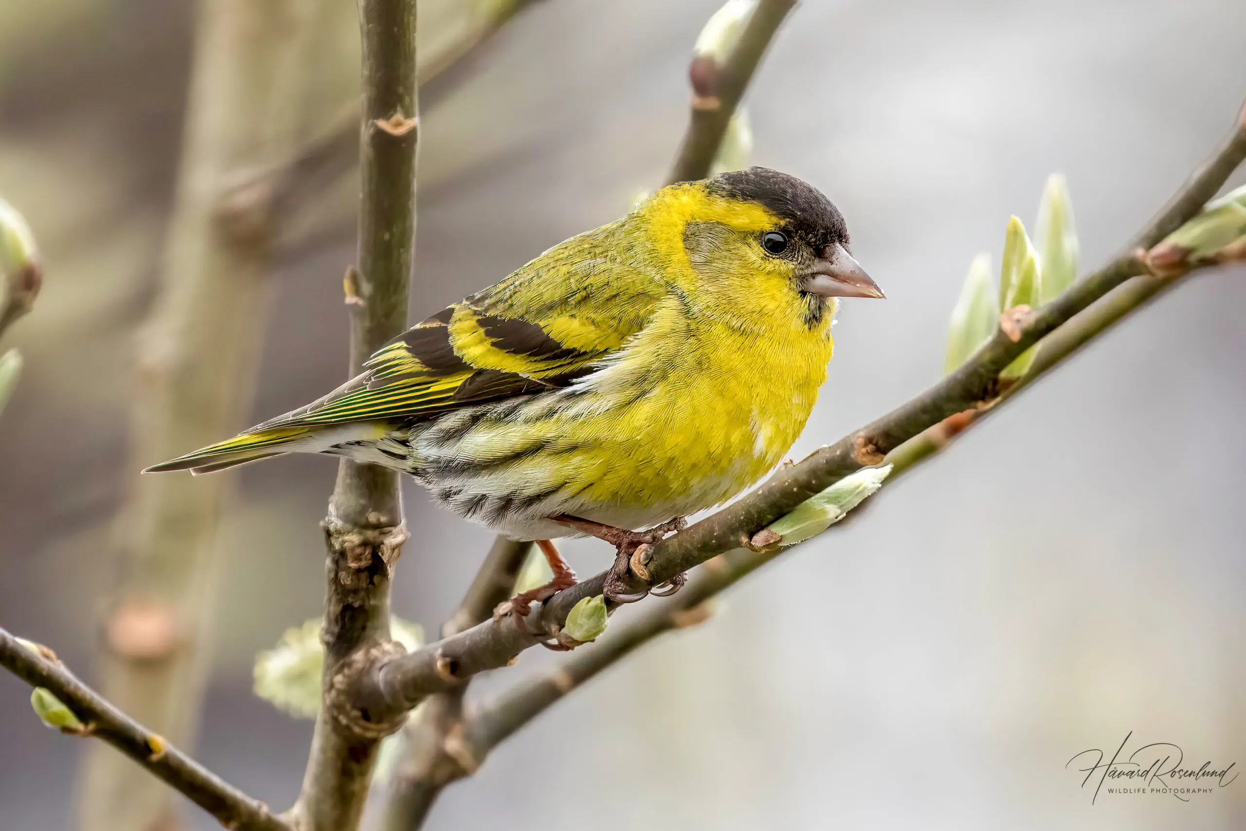 Eurasian Siskin (Spinus spinus) - Male @ Nittedal, Norway. Photo: Håvard Rosenlund