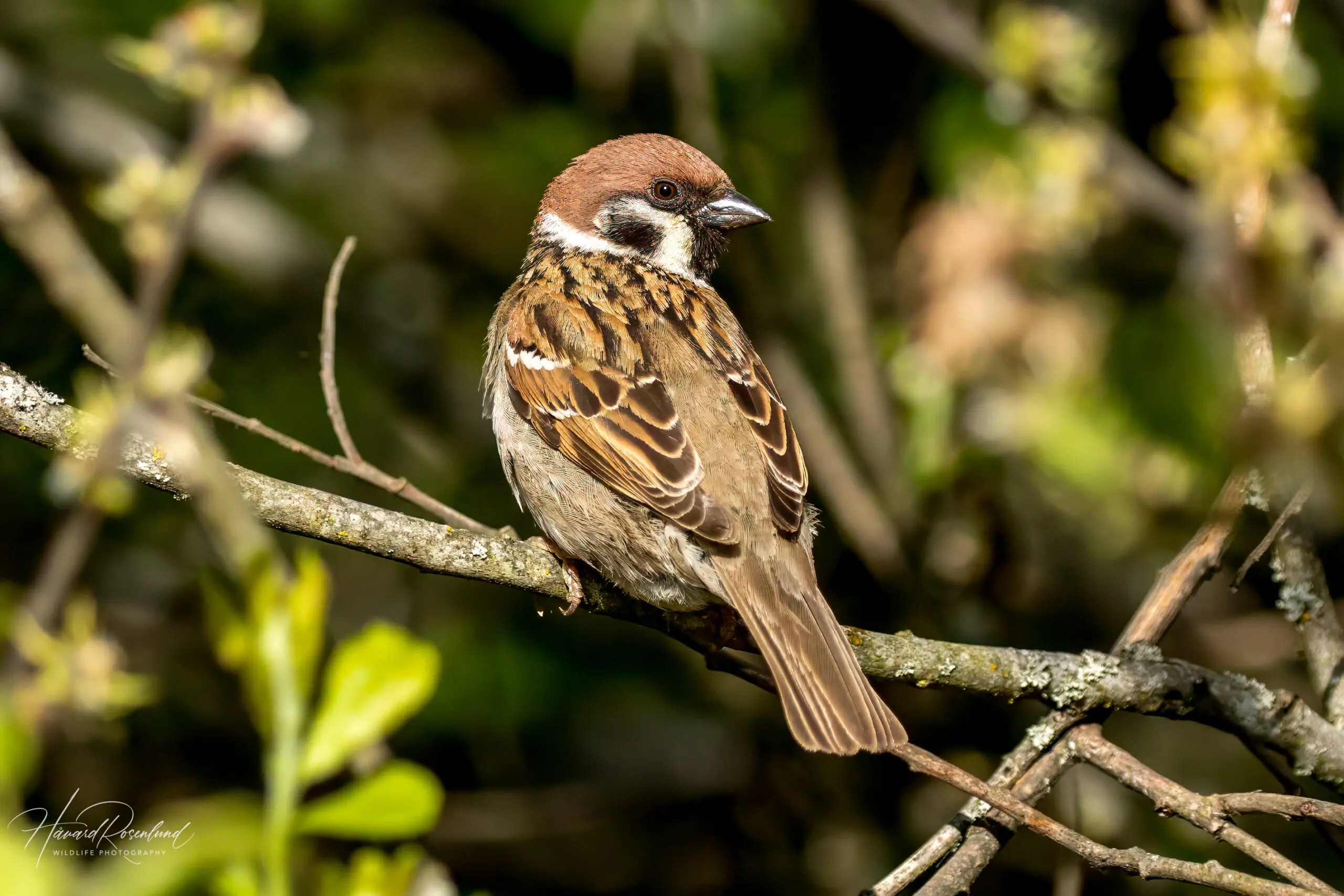 Eurasian Tree Sparrow (Passer montanus) @ Østensjøvannet, Oslo, Norway. Photo: Håvard Rosenlund