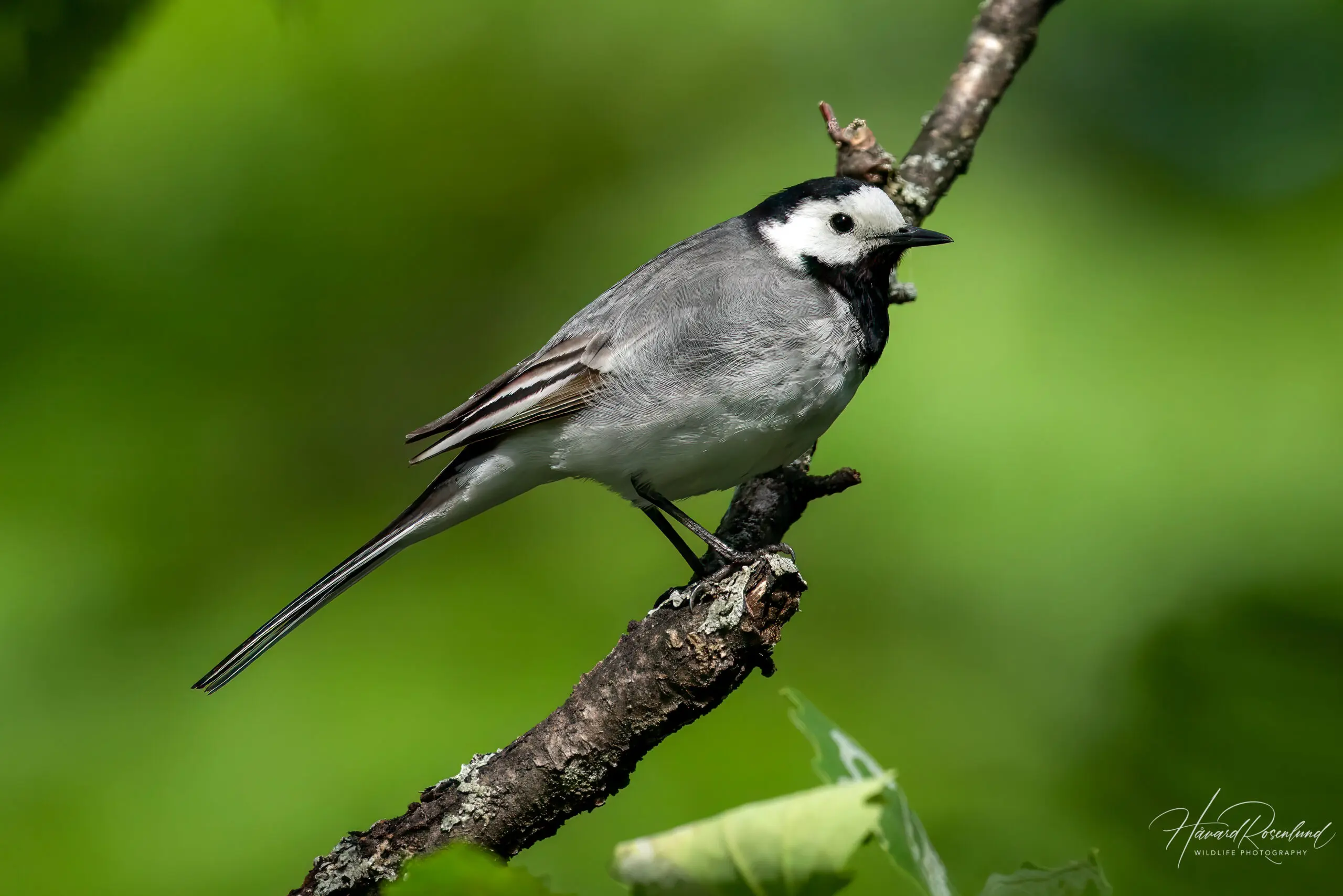 White Wagtail (Motacilla alba) @ Sandvika, Norway. Photo: Håvard Rosenlund