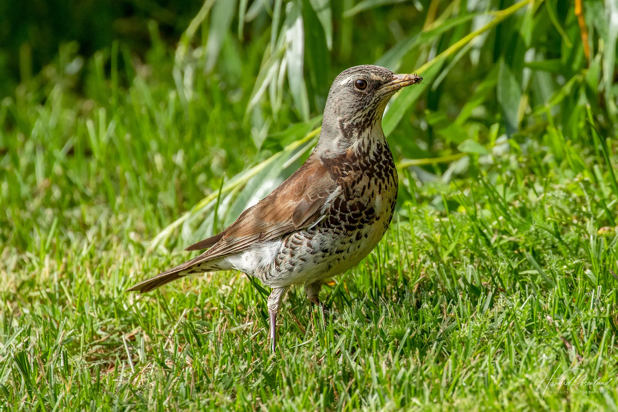 Fieldfare (Turdus pilaris) @ Botanical Garden, Oslo, Norway. Photo: Håvard Rosenlund