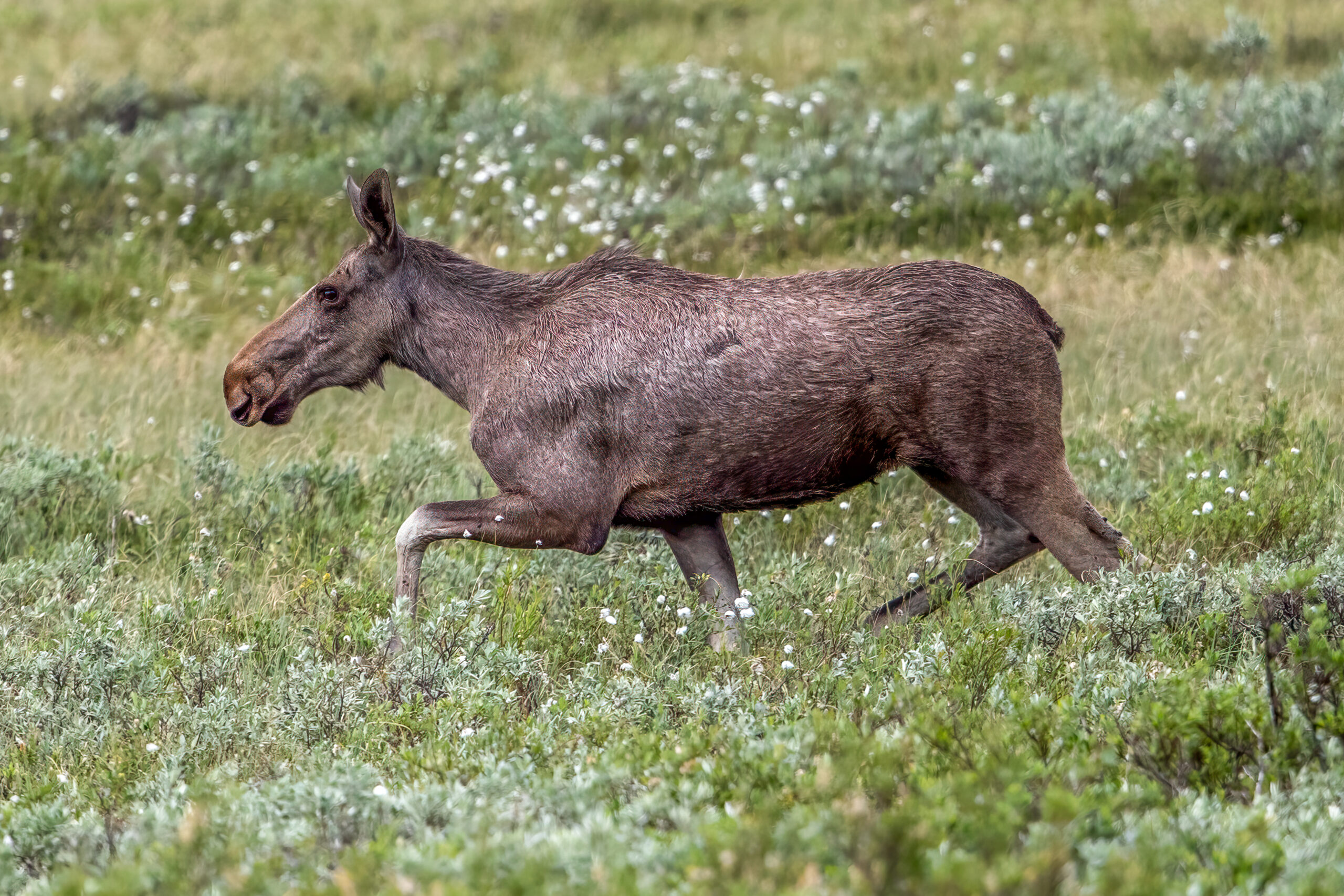 Moose (Alces alces) - Female @ Fokstumyra Nature Reserve, Norway. Photo: Håvard Rosenlund