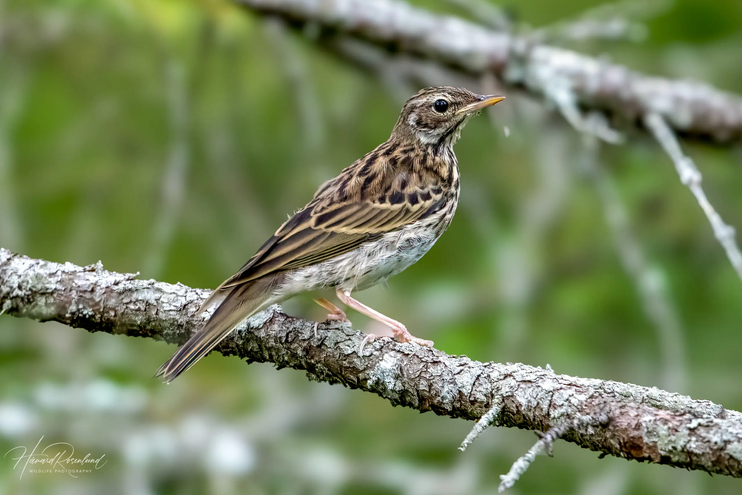 Tree Pipit (Anthus trivialis) @ Nittedal, Norway. Photo: Håvard Rosenlund