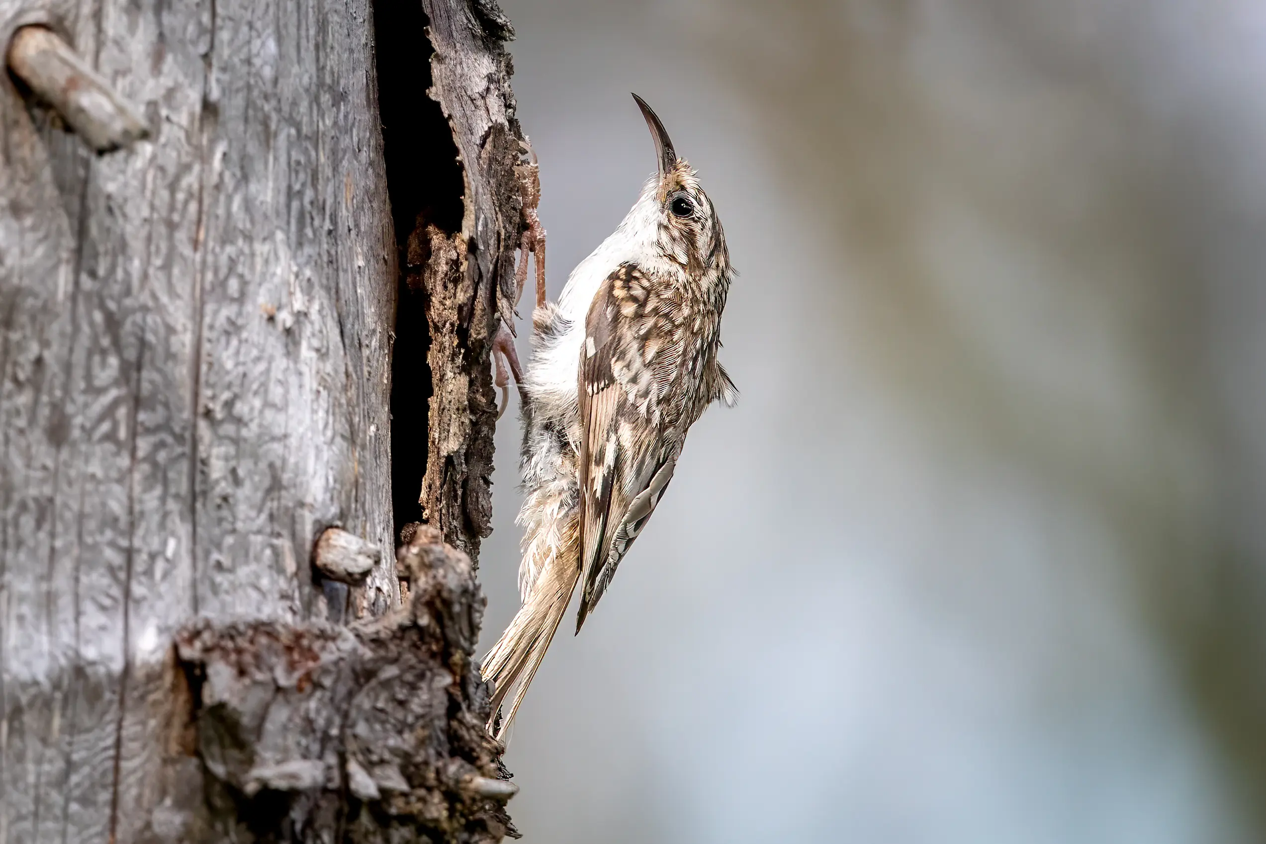 Eurasian Treecreeper (Certhia familiaris) @ Nittedal, Norway. Photo: Håvard Rosenlund