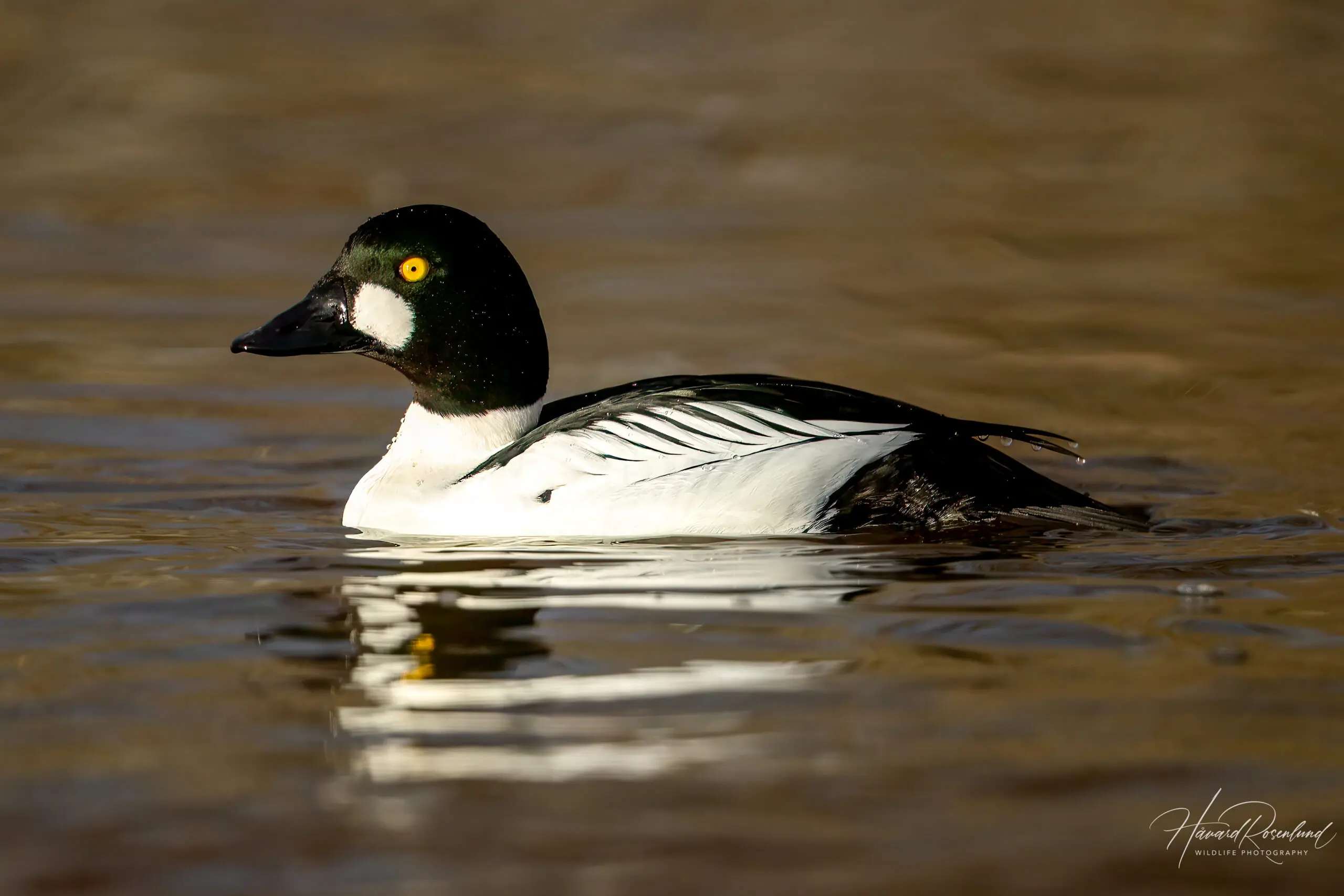 Common Goldeneye (Bucephala clangula) -Male @ Østensjøvannet, Oslo, Norway. Photo: Håvard Rosenlund