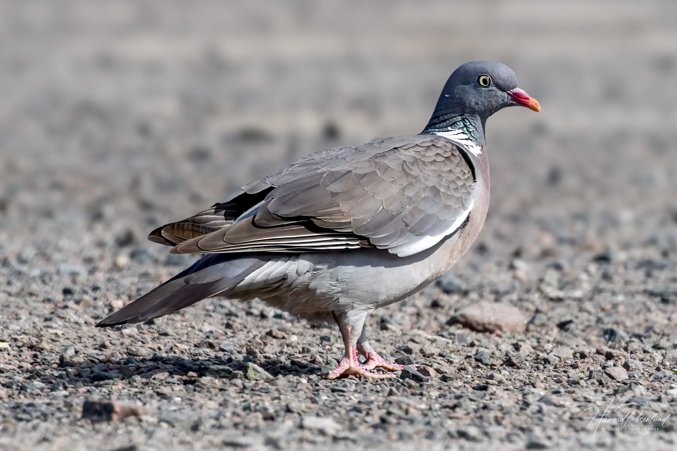 Common Wood Pigeon (Columba palumbus) @ Botanical Garden, Oslo, Norway. Photo: Håvard Rosenlund