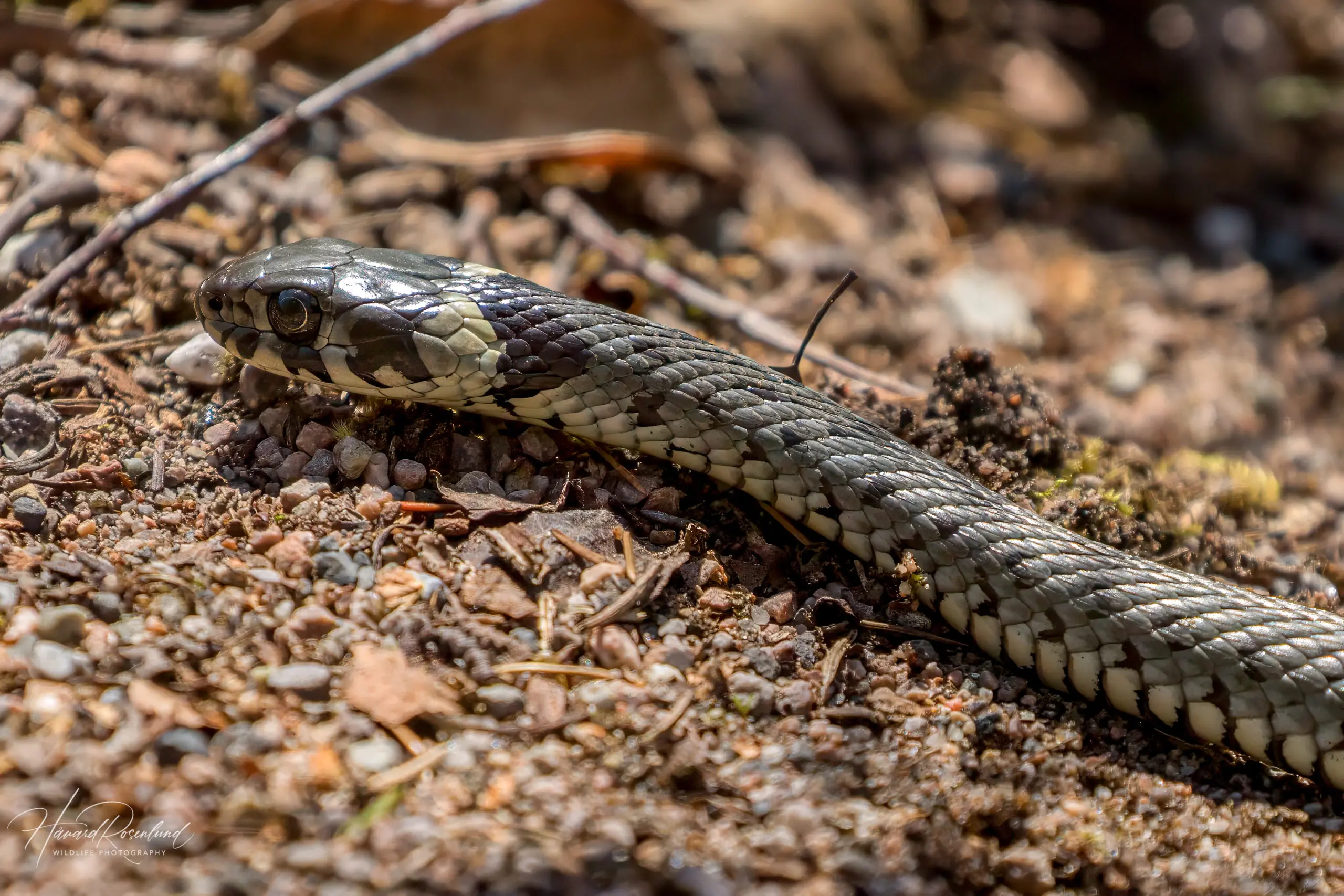 Grass Snake (Natrix natrix) @ Nittedal, Norway. Photo: Håvard Rosenlund