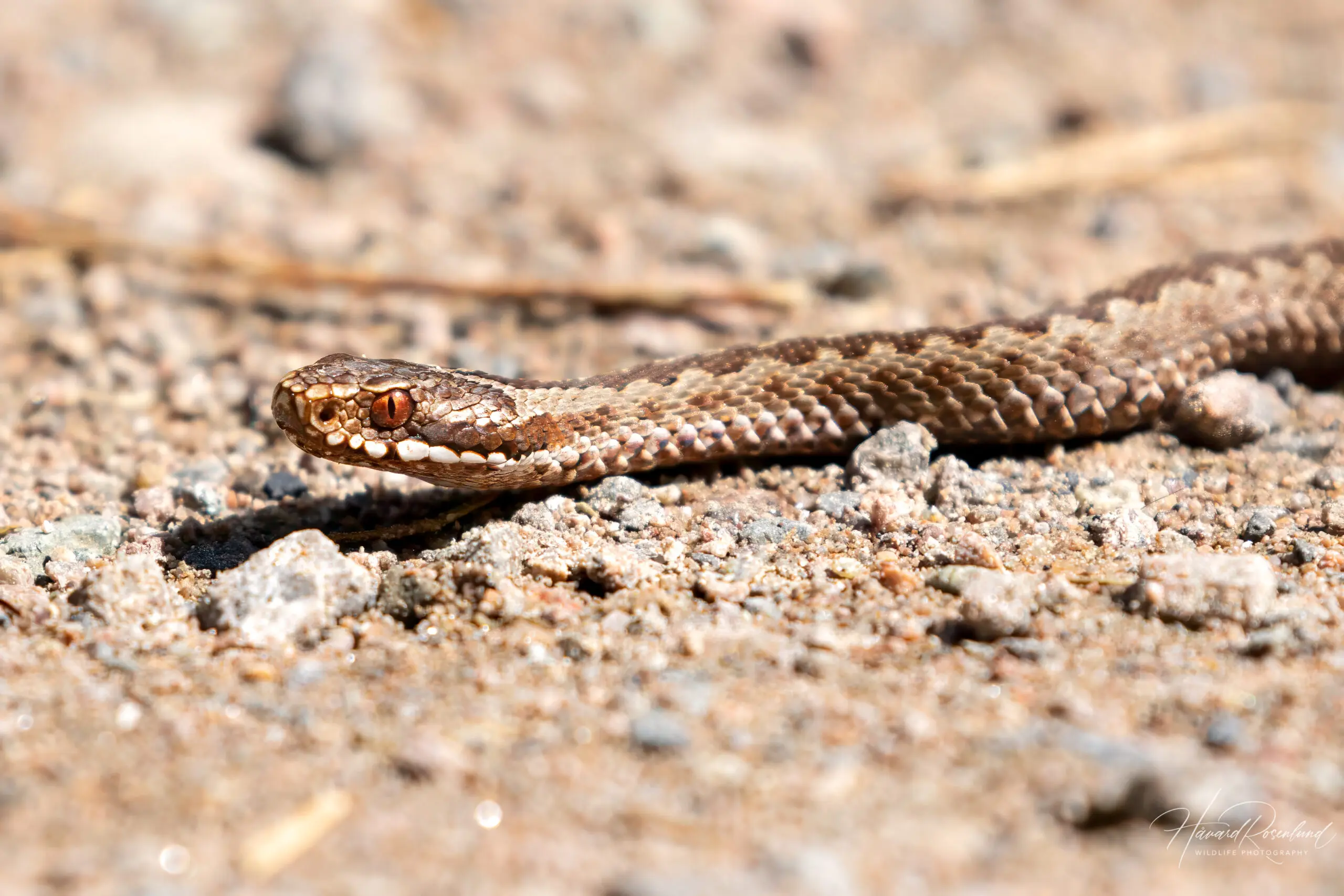 Adder (Vipera berus) @ Nittedal, Norway. Photo: Håvard Rosenlund