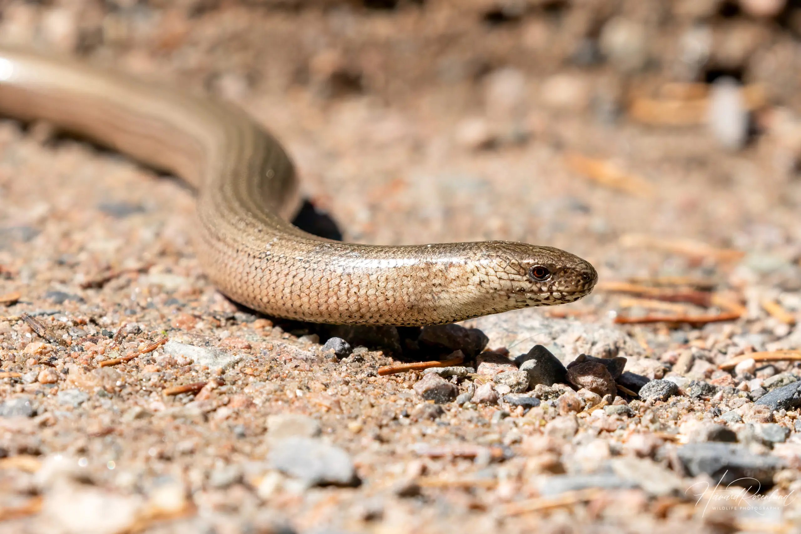 Slow Worm (Anguis fragilis) @ Nittedal, Norway. Photo: Håvard Rosenlund