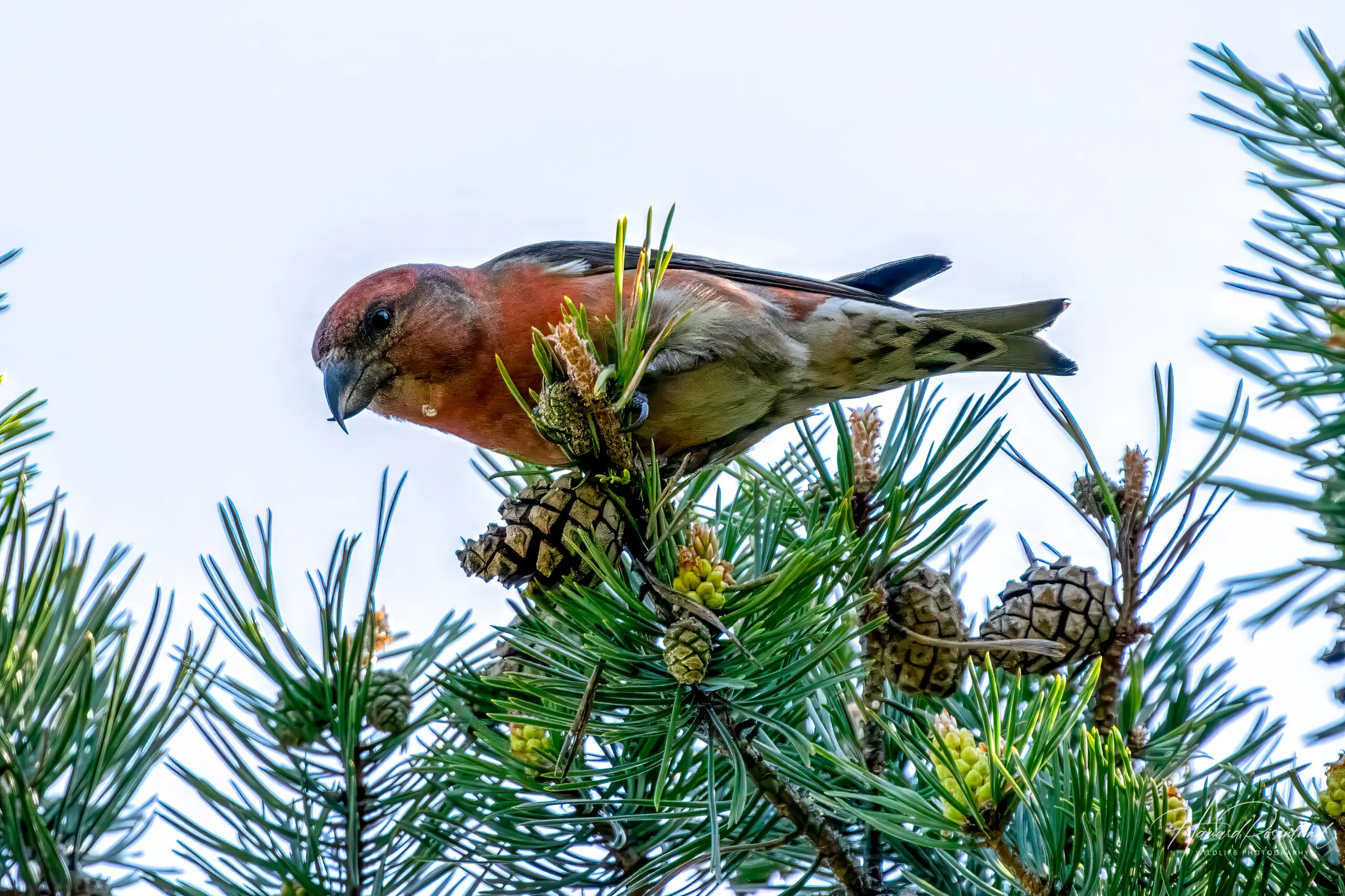 Red Crossbill (Loxia curvirostra) @ Nittedal, Norway. Photo: Håvard Rosenlund