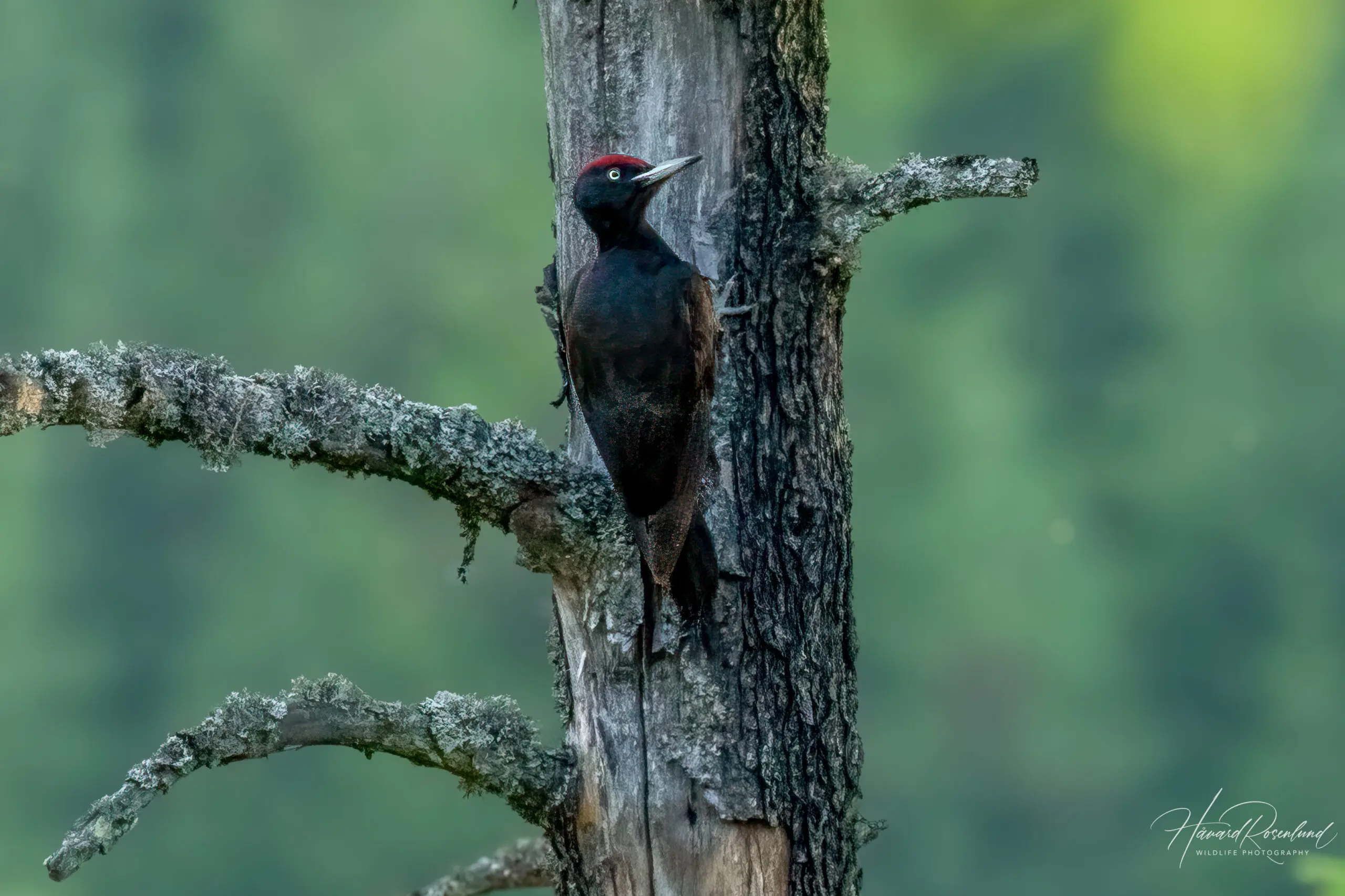 Black Woodpecker (Dryocopus martius) @ Nittedal, Norway. Photo: Håvard Rosenlund