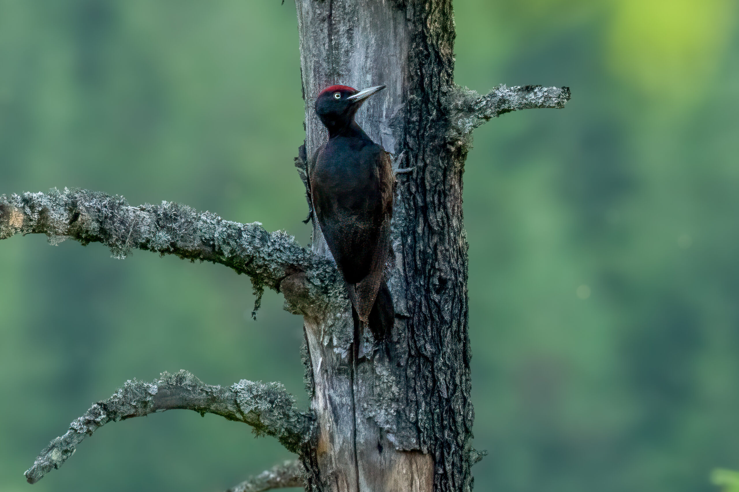 Black Woodpecker (Dryocopus martius) @ Nittedal, Norway. Photo: Håvard Rosenlund