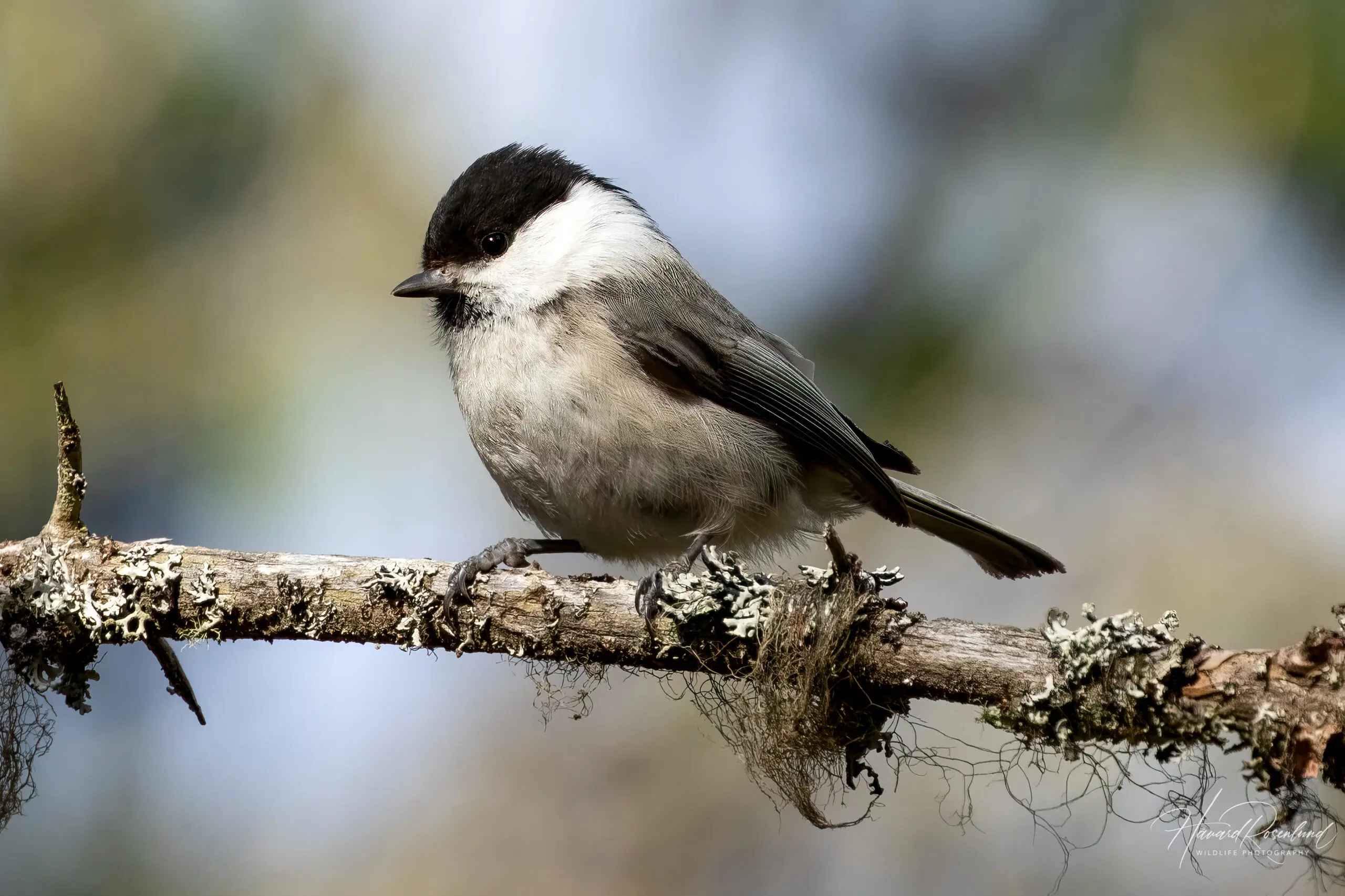 Willow Tit (Poecile montanus) @ Ås, Norway. Photo: Håvard Rosenlund