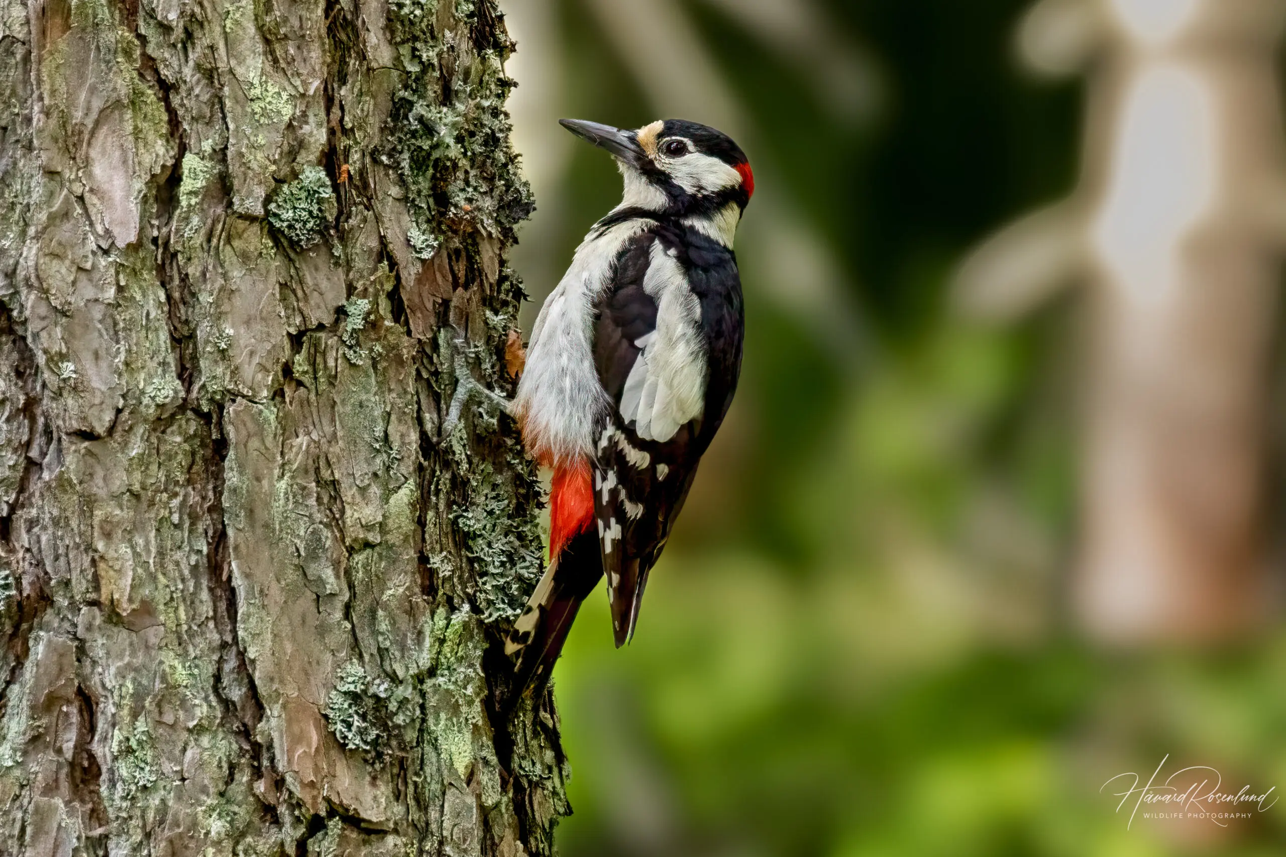 Great Spotted Woodpecker (Dendrocopos major) - Male @ Nittedal, Norway. Photo: Håvard Rosenlund