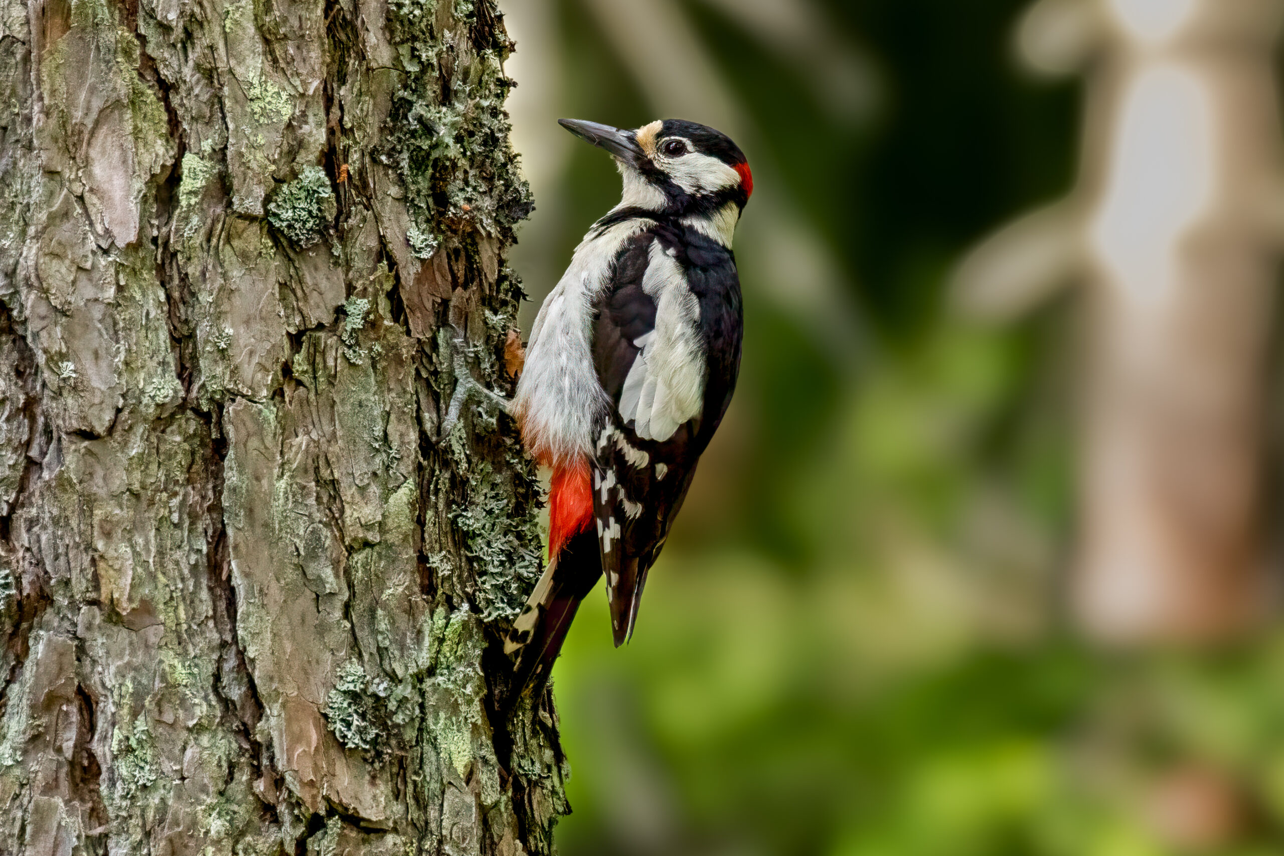 Great Spotted Woodpecker (Dendrocopos major) - Male @ Nittedal, Norway. Photo: Håvard Rosenlund