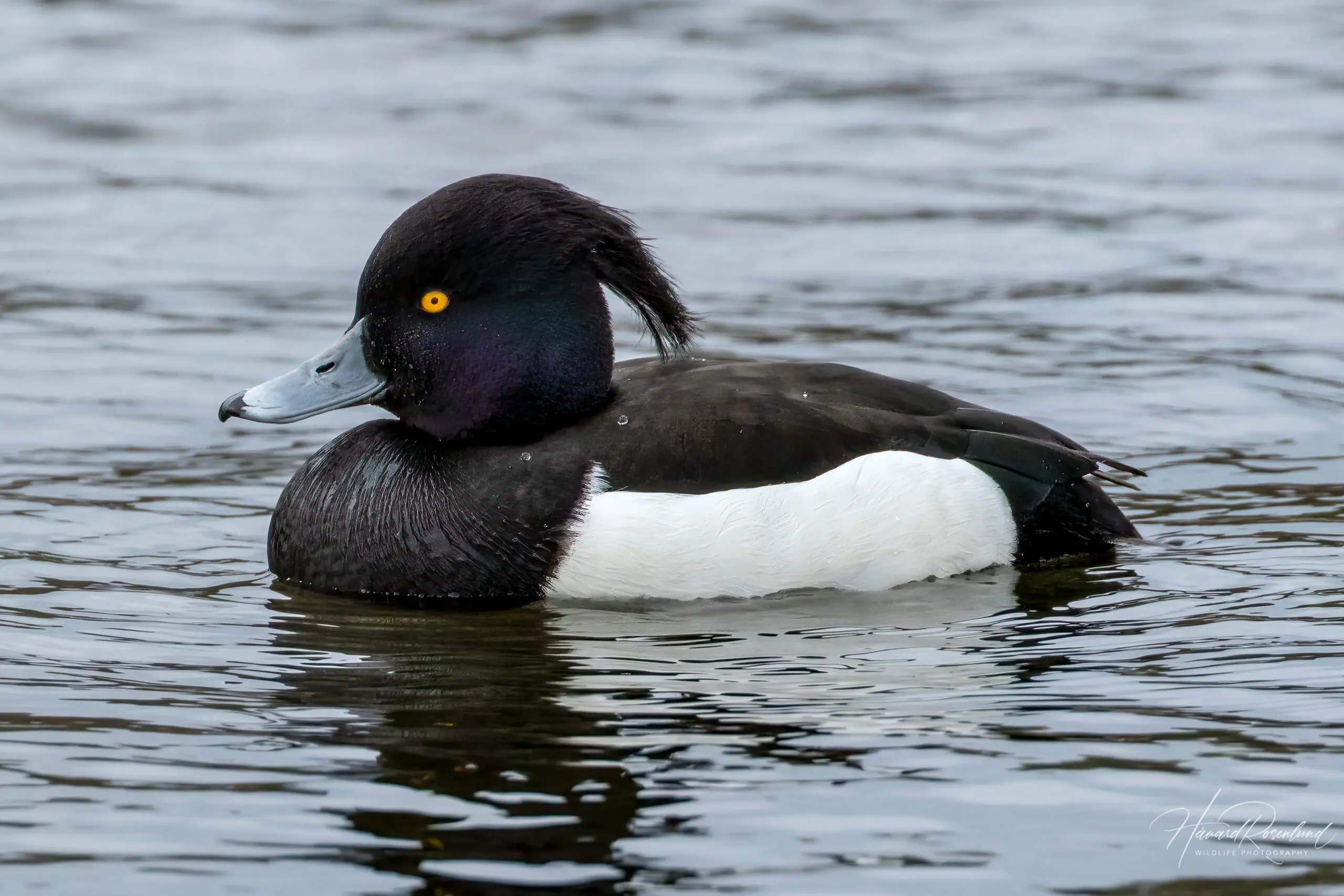 Tufted Duck (Aythya fuligula) - Male @ Richmond Park, London, United Kingdom. Photo: Håvard Rosenlund