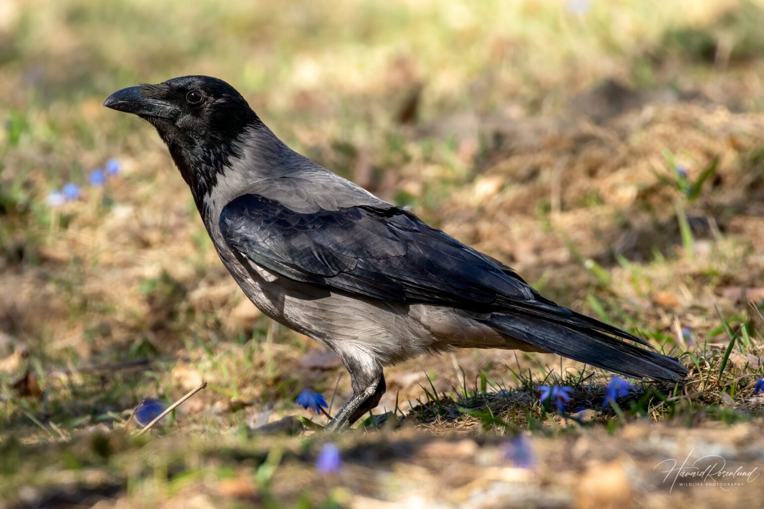 Kr ke Corvus Cornix Wildlife Vagabond Kr ke Corvus Cornix Wildlife Vagabond