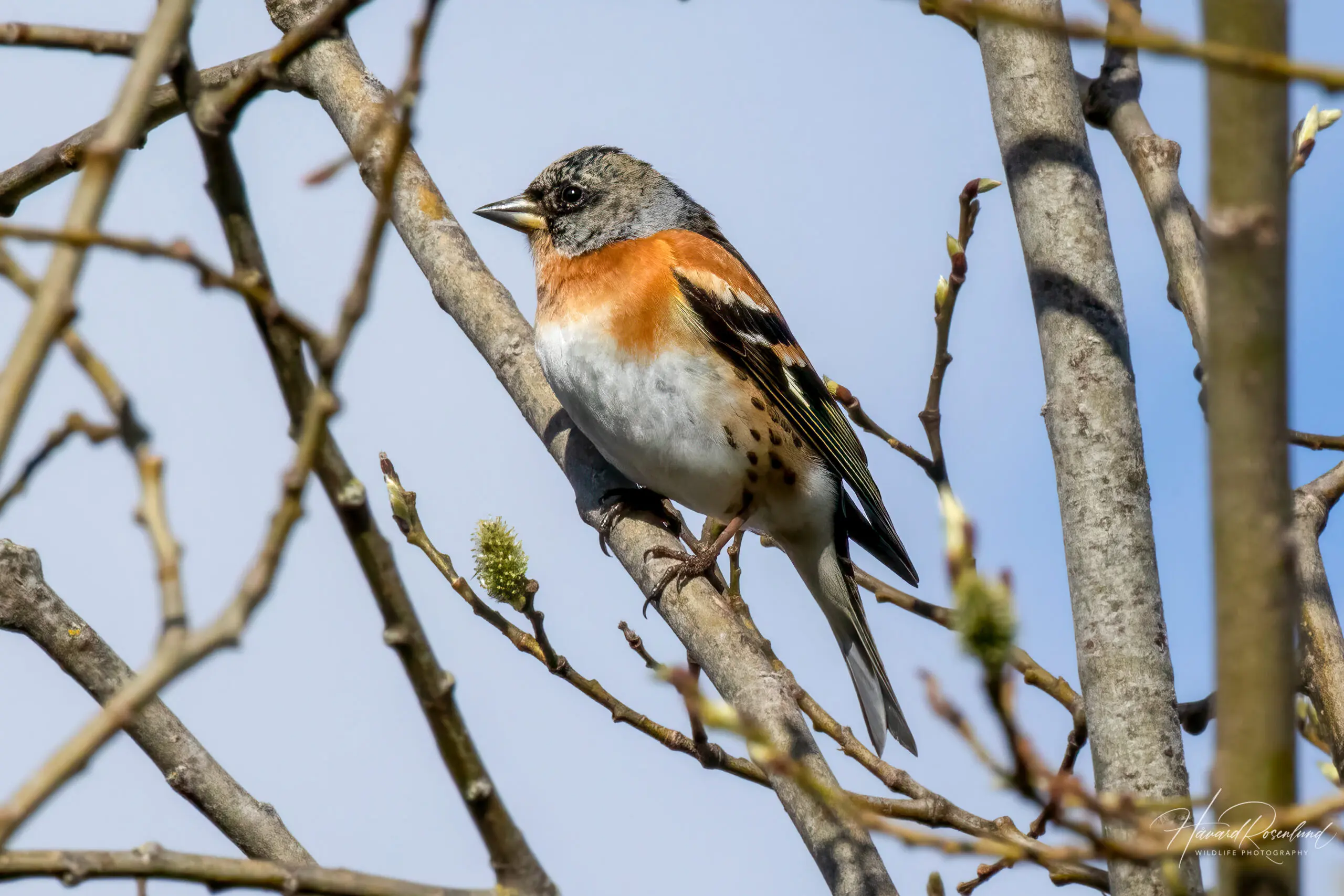 Brambling (Fringilla montifringilla) @ Nittedal, Norway. Photo: Håvard Rosenlund