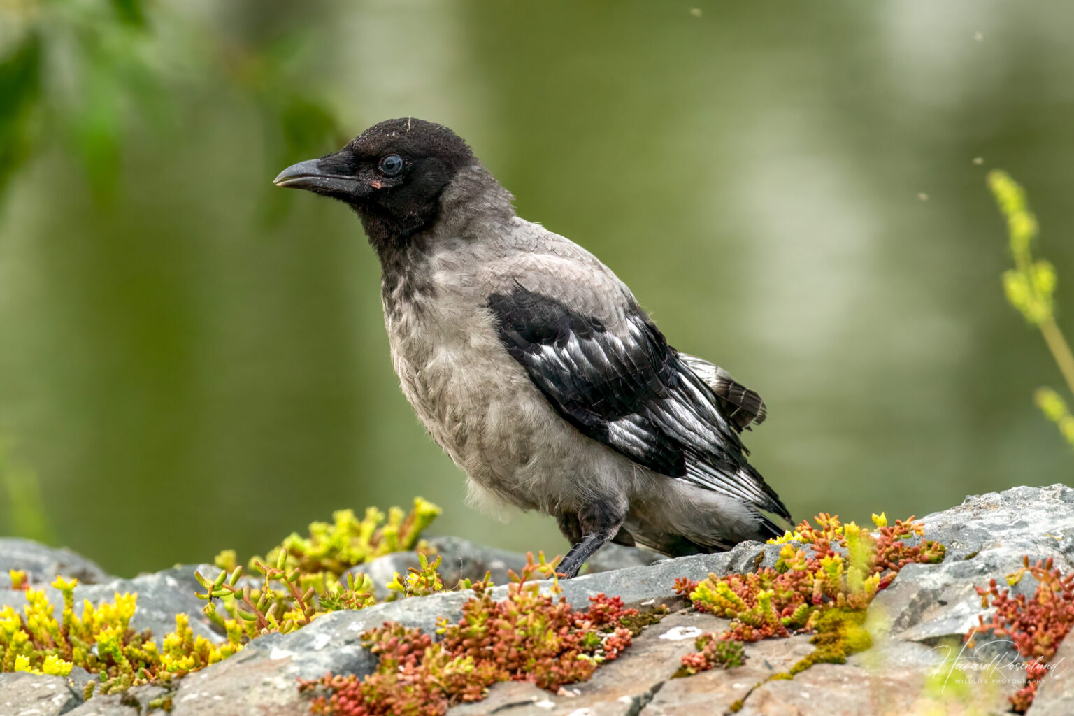 Kr ke Corvus Cornix Wildlife Vagabond Kr ke Corvus Cornix Wildlife Vagabond