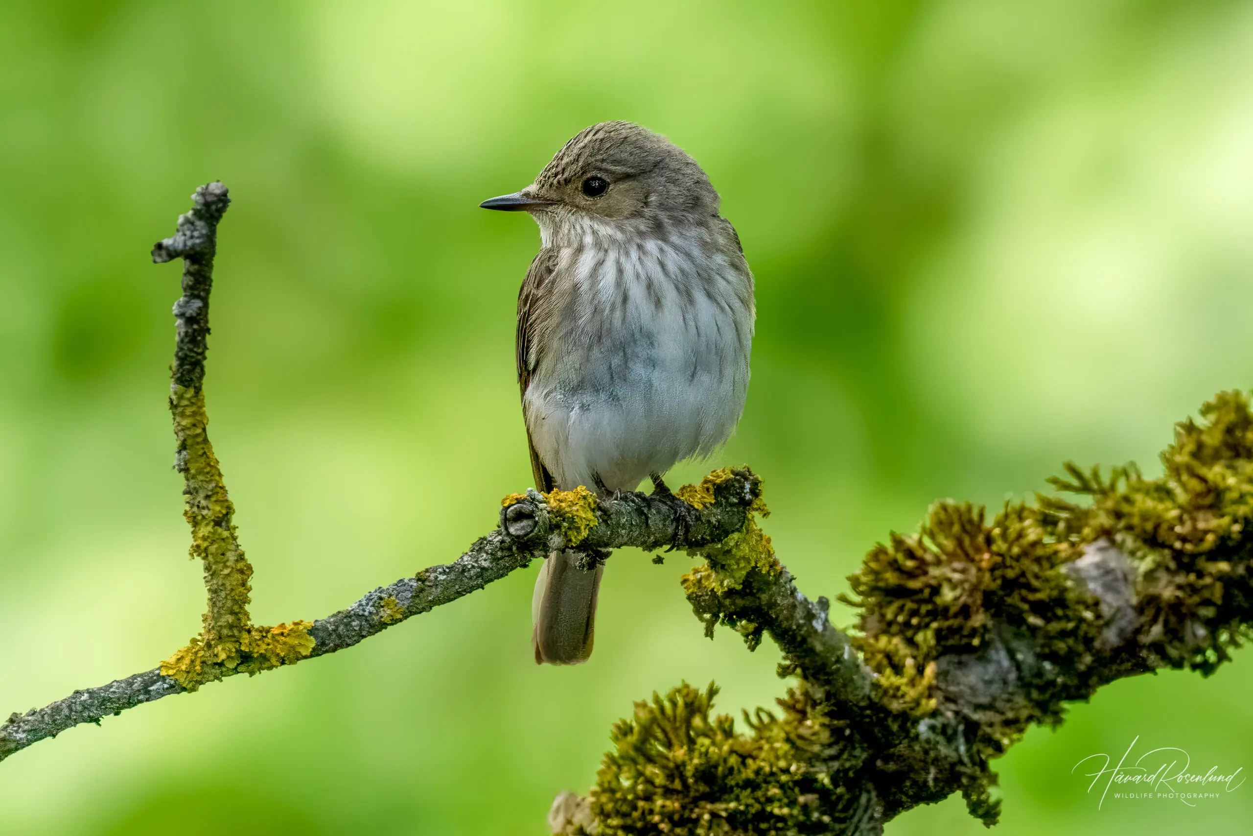 Spotted Flycatcher (Muscicapa striata) @ Sandvika, Norway. Photo: Håvard Rosenlund