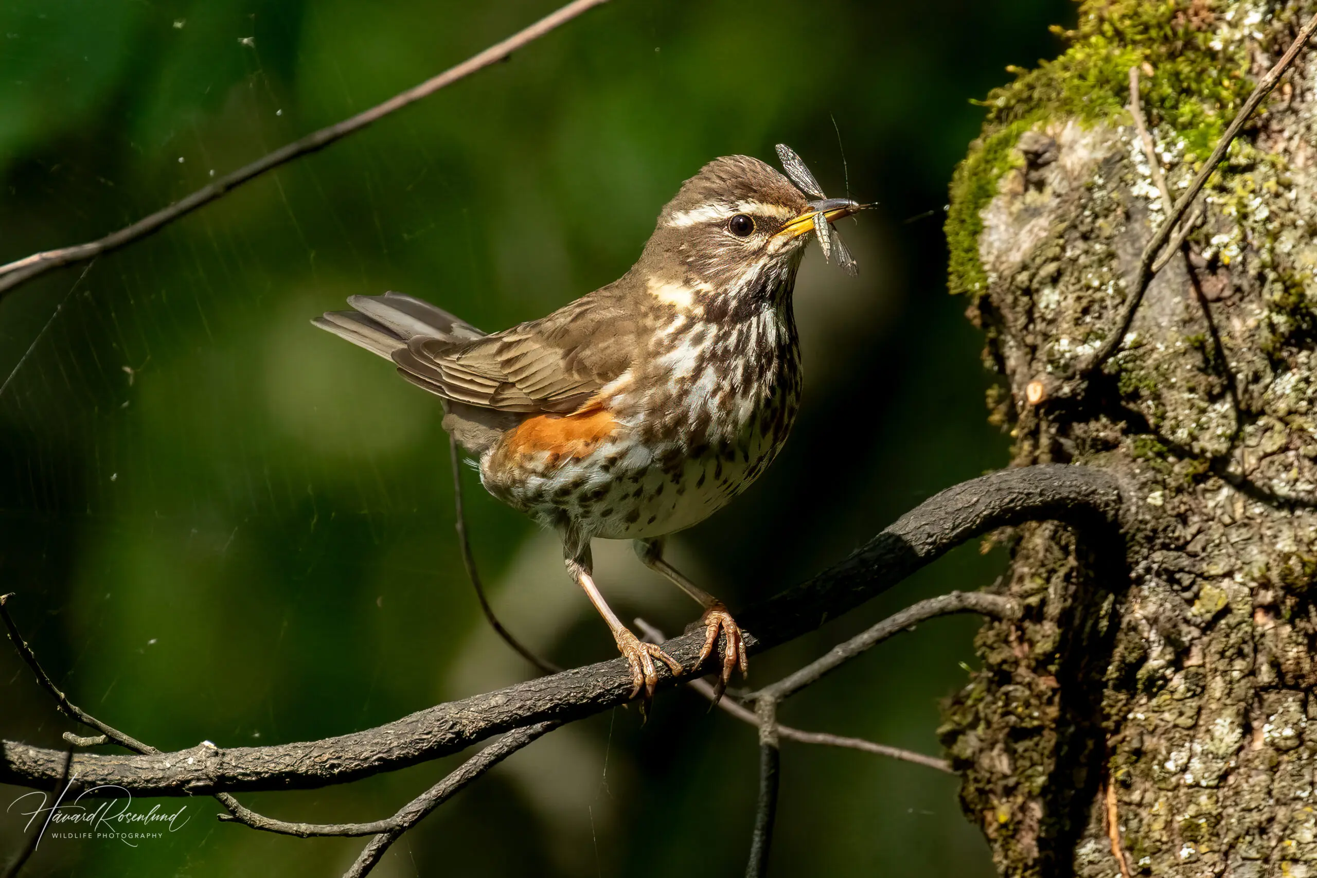 Redwing (Turdus iliacus) @ Sandvika, Norway. Photo: Håvard Rosenlund