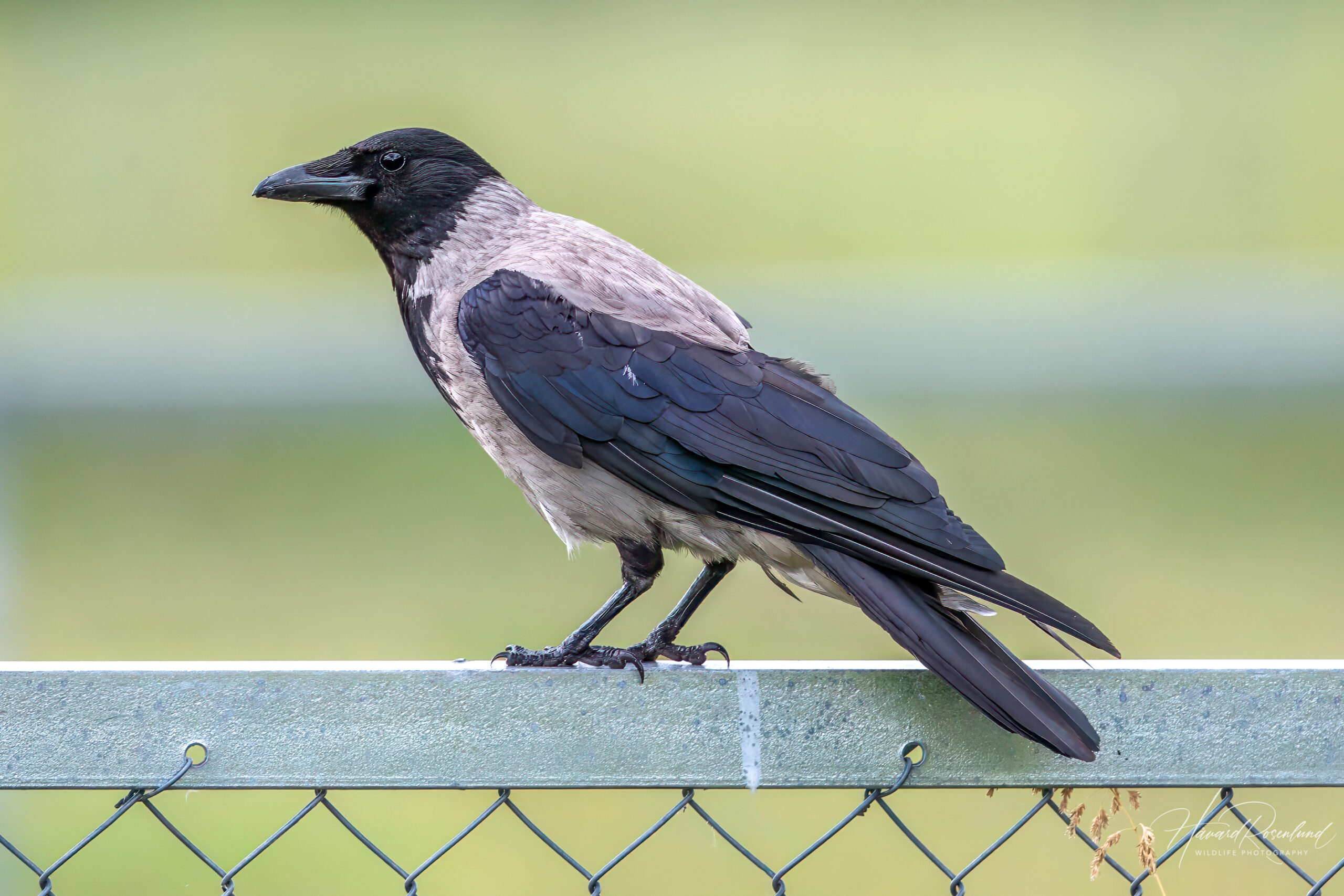 Kr ke Corvus Cornix Wildlife Vagabond Kr ke Corvus Cornix Wildlife Vagabond