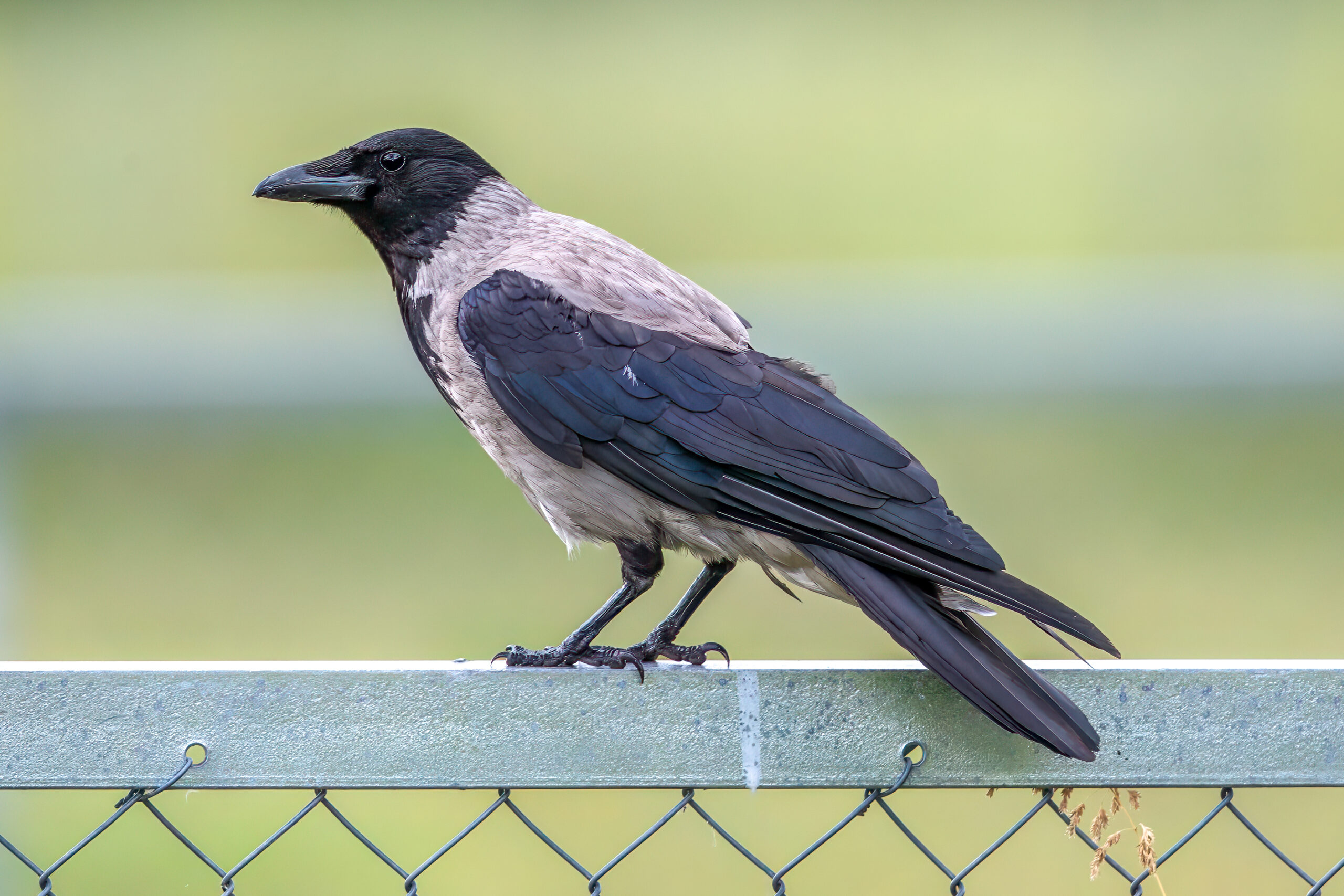 Hooded Crow (Corvus cornix) @ Fornebu, Norway. Photo: Håvard Rosenlund