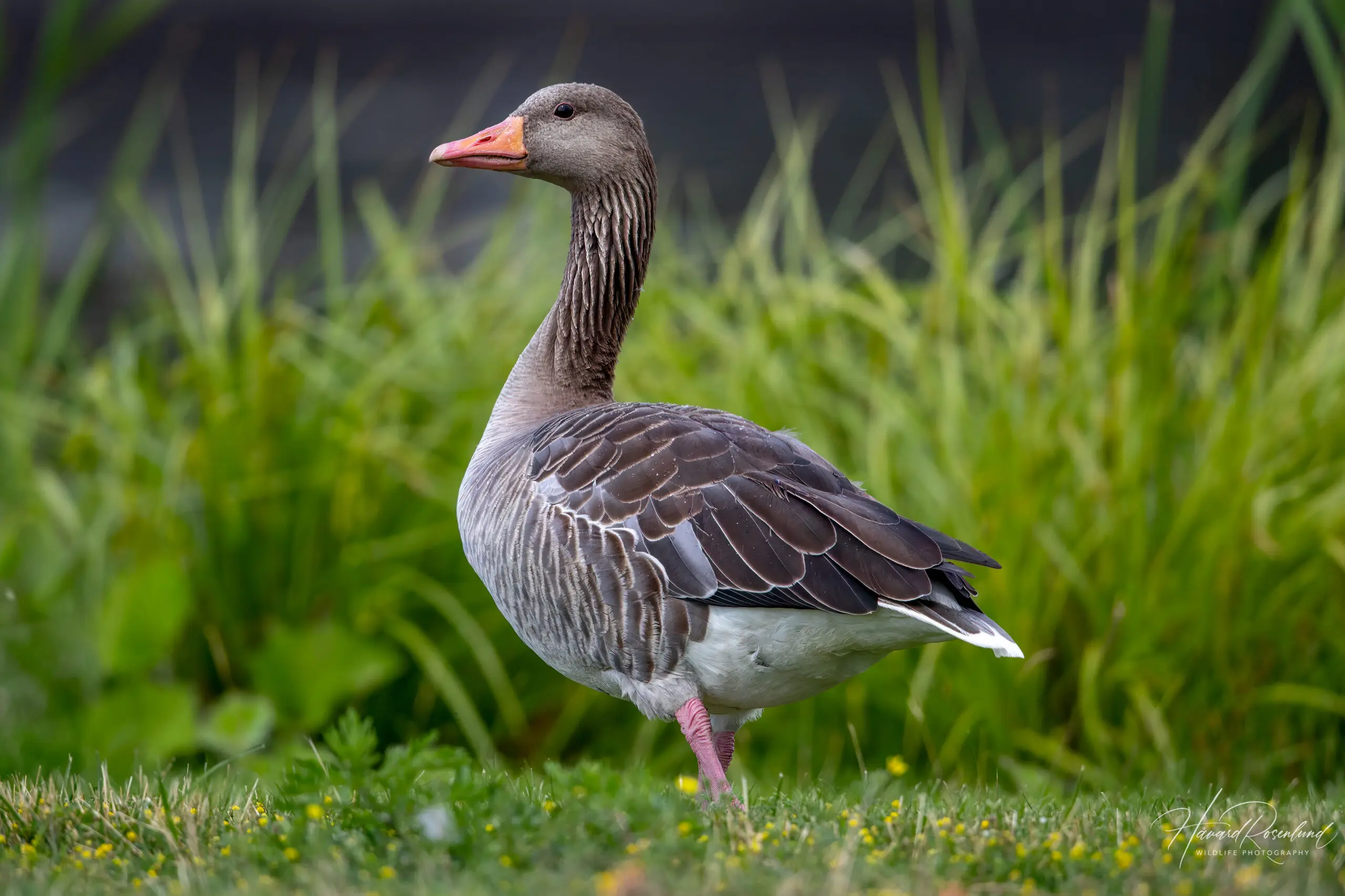 Greylag Goose (Anser anser) @ Fornebu, Norway. Photo: Håvard Rosenlund