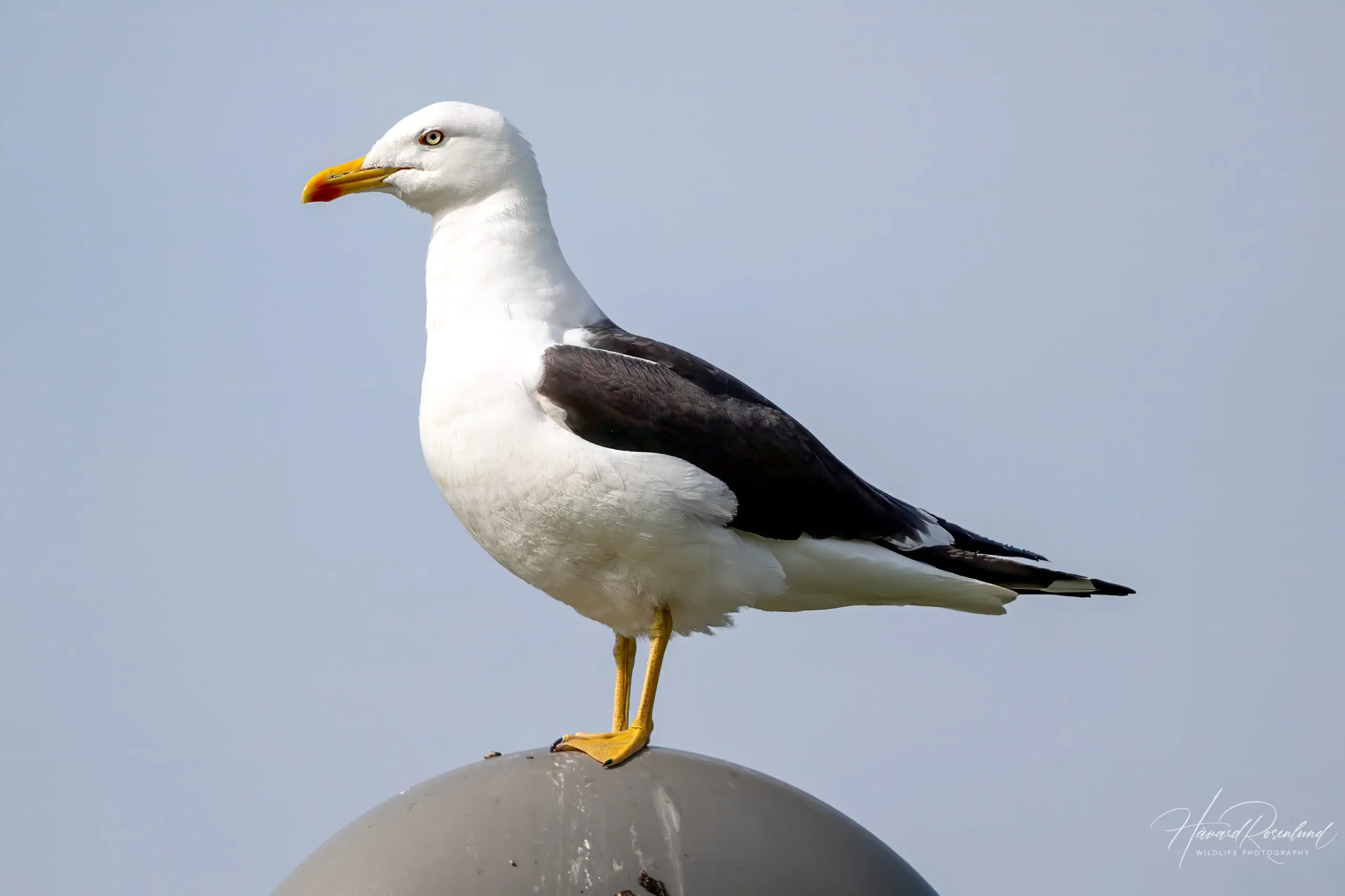 Lesser Black-backed Gull (Larus fuscus) @ Fornebu, Norway. Photo: Håvard Rosenlund