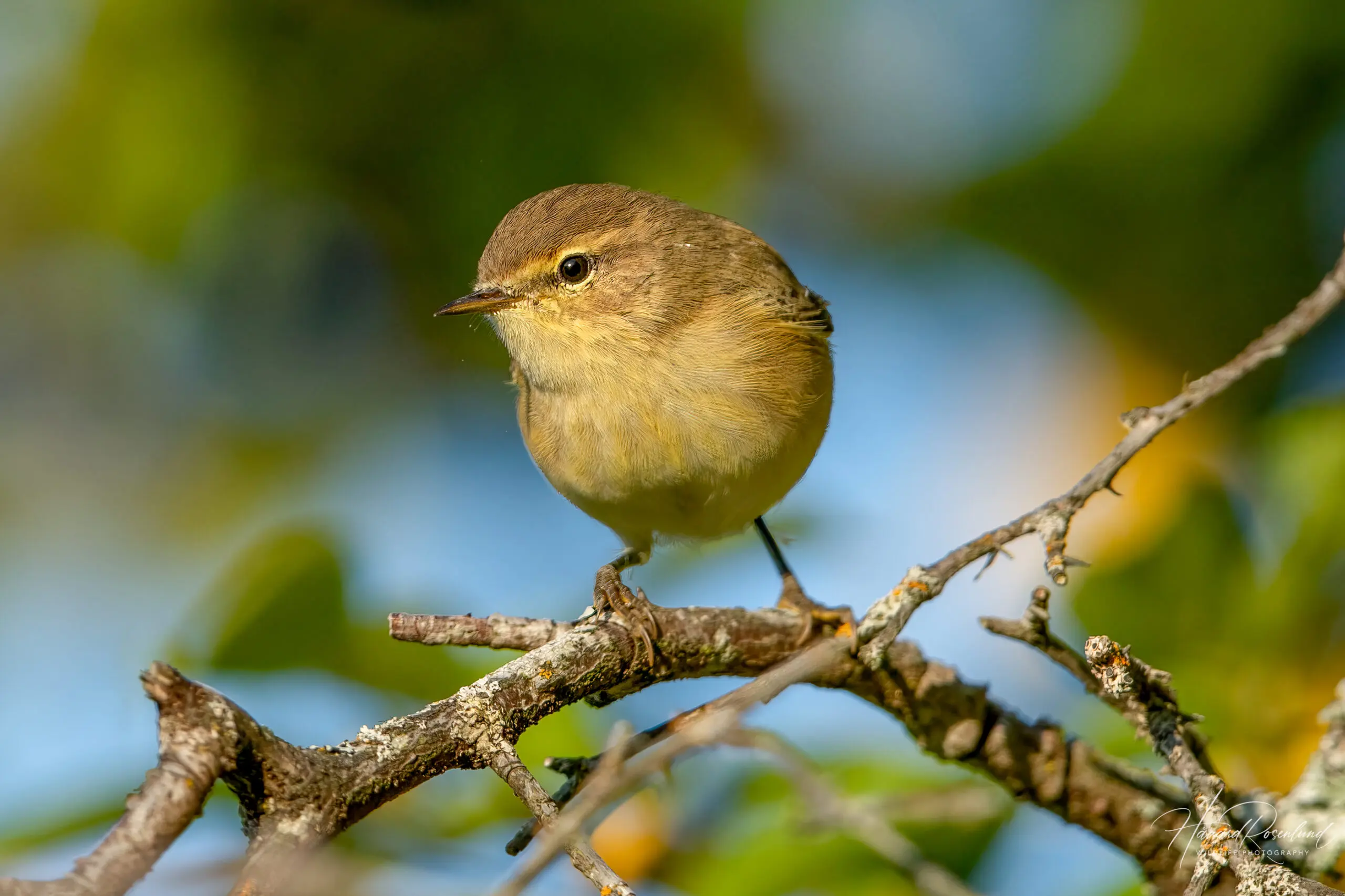 Common Chiffchaff (Phylloscopus collybita) @ Fornebu, Norway. Photo: Håvard Rosenlund