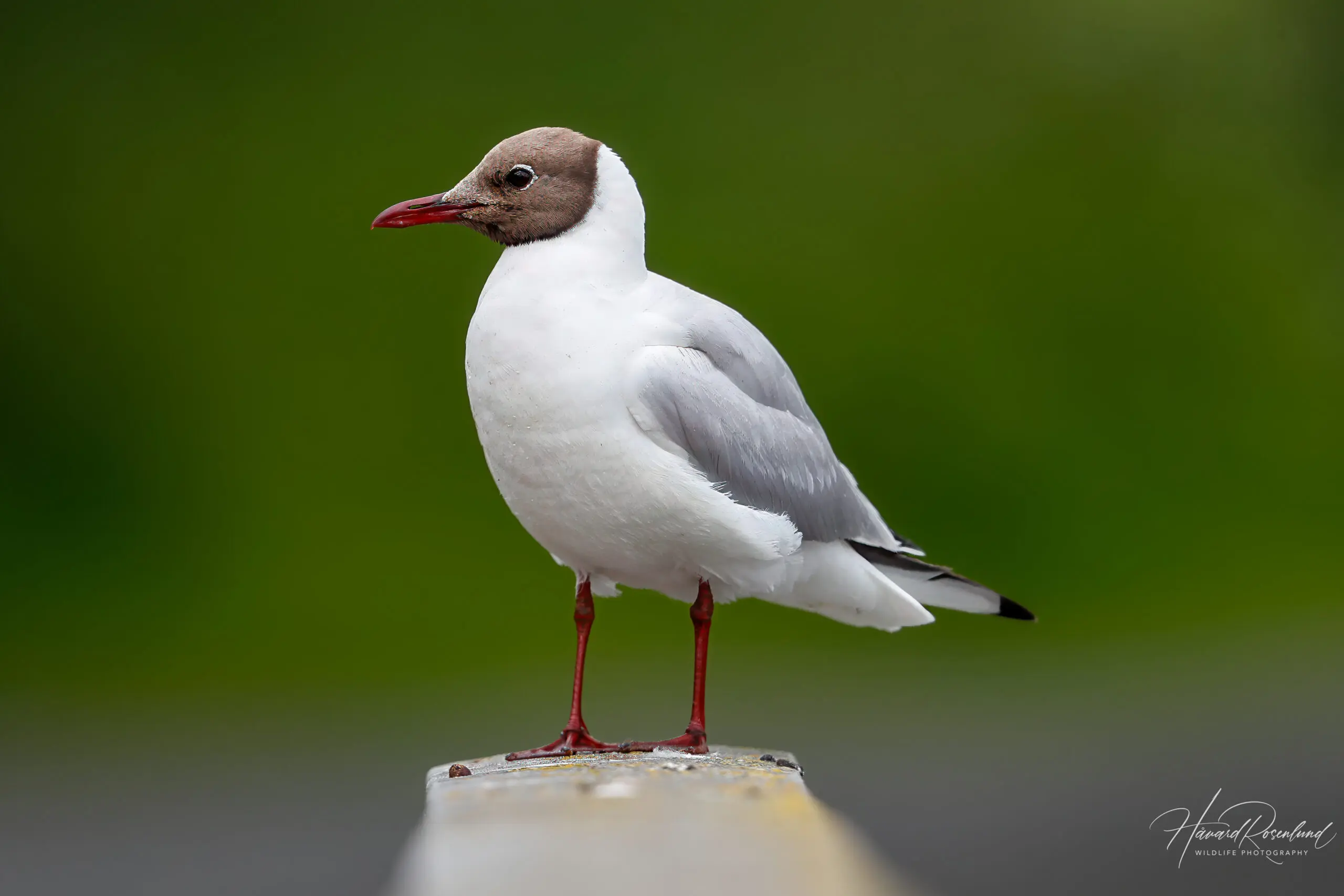 Black-headed Gull (Chroicocephalus ridibundus) @ Østensjøvannet, Oslo, Norway. Photo: Håvard Rosenlund