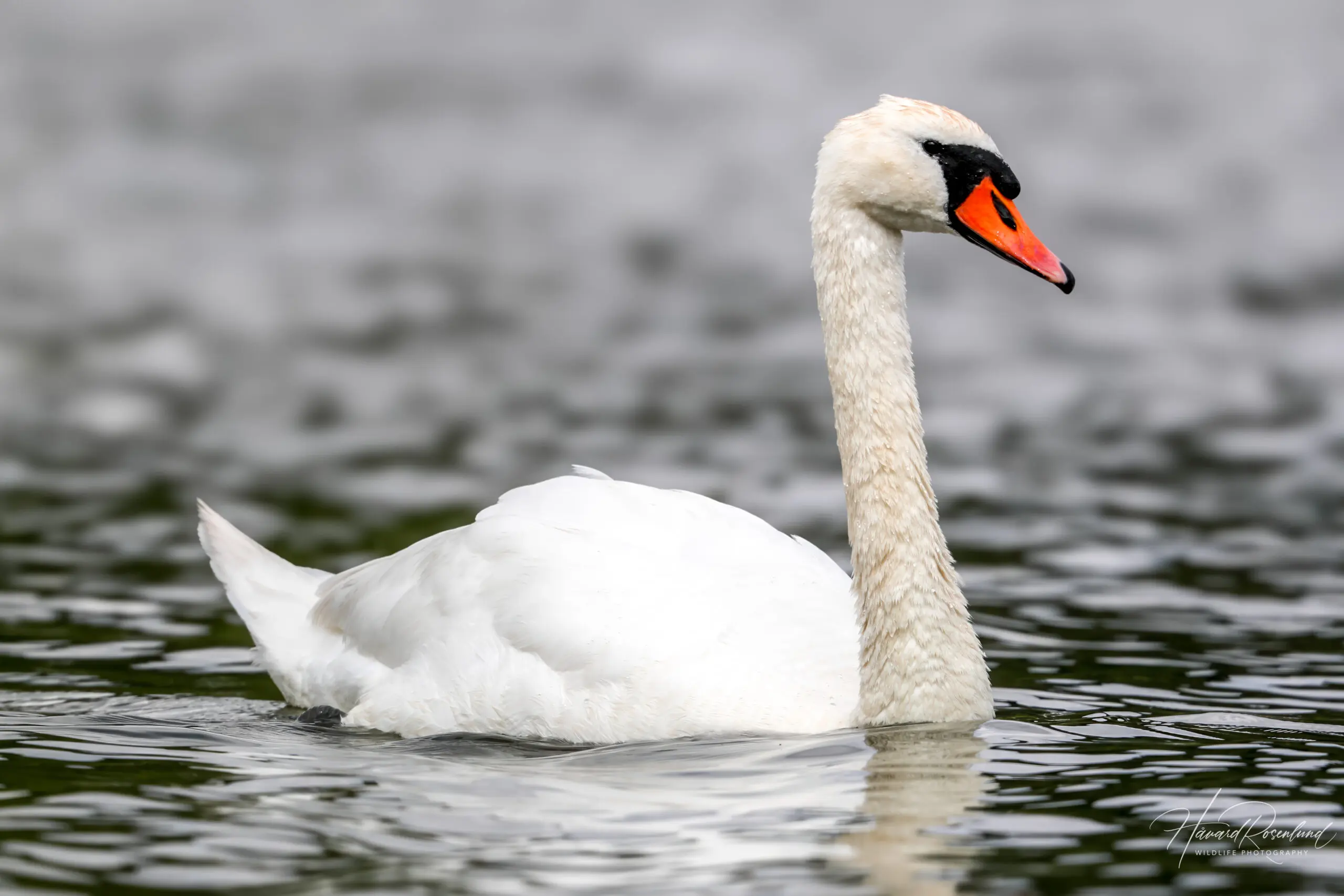 Mute Swan (Cygnus olor) @ Østensjøvannet, Oslo, Norway. Photo: Håvard Rosenlund