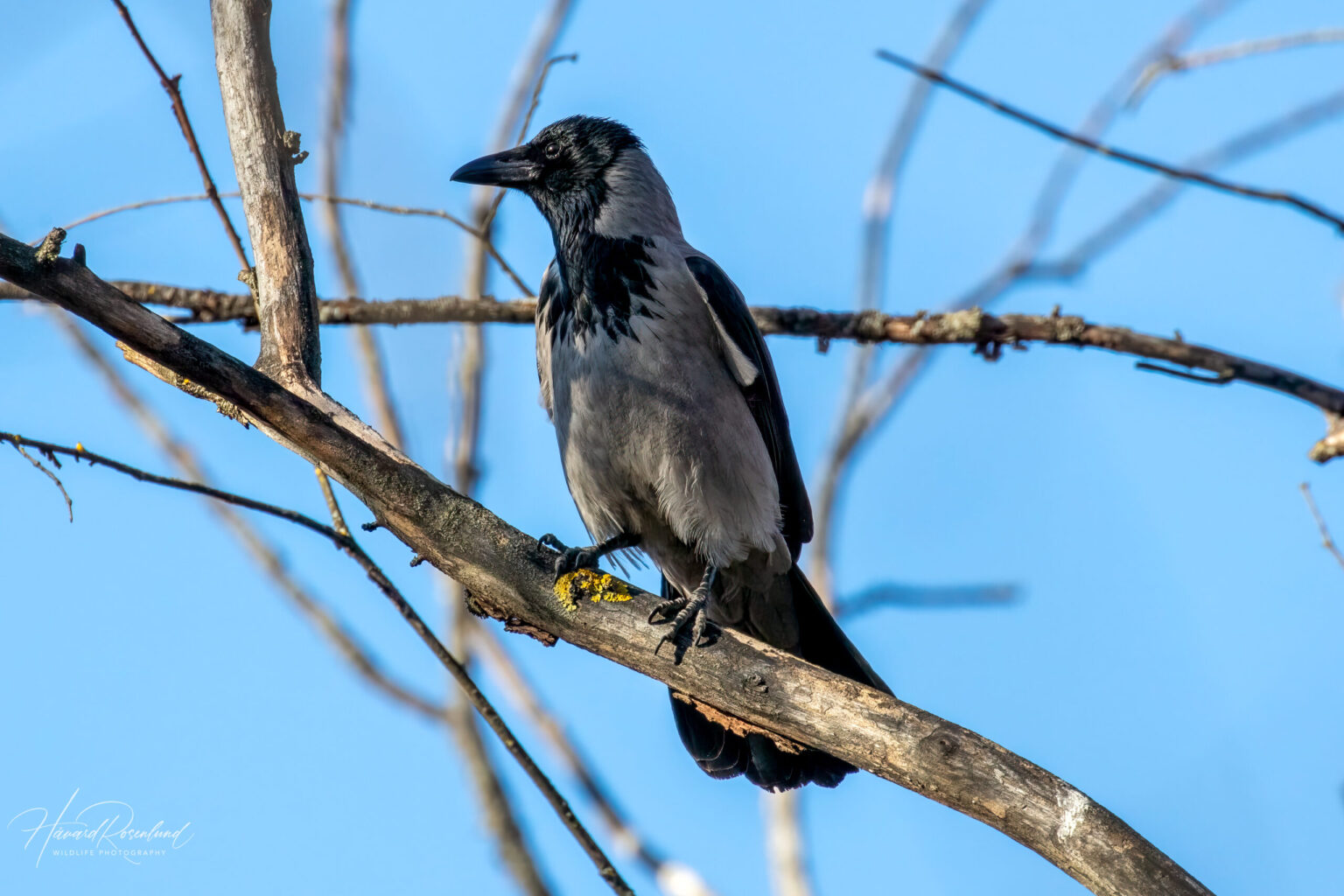 Kråke (Corvus cornix) | Wildlife Vagabond