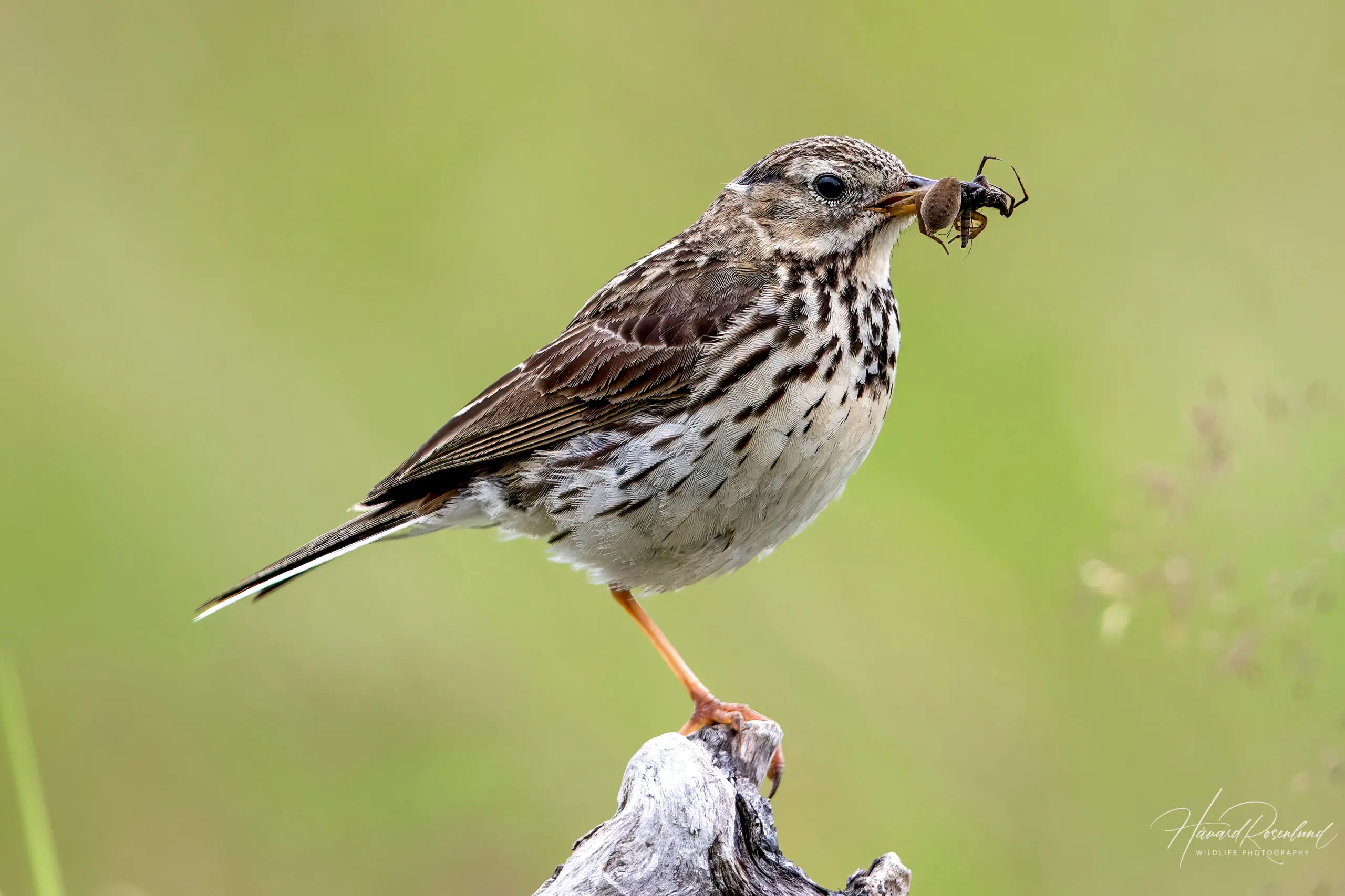 Meadow Pipit (Anthus pratensis) @ Årnestangen - Nordre Øyeren Nature Reserve, Norway. Photo: Håvard Rosenlund