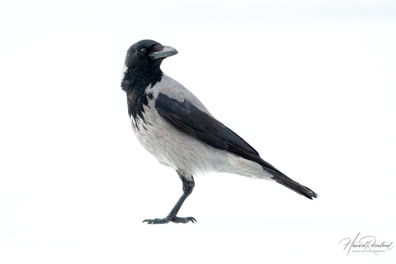 Kråke (Corvus cornix) | Wildlife Vagabond