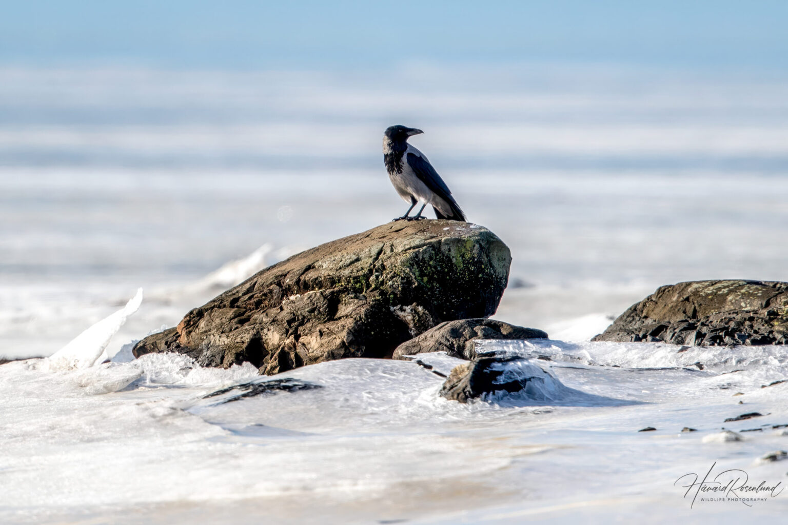 Kråke (Corvus cornix) | Wildlife Vagabond