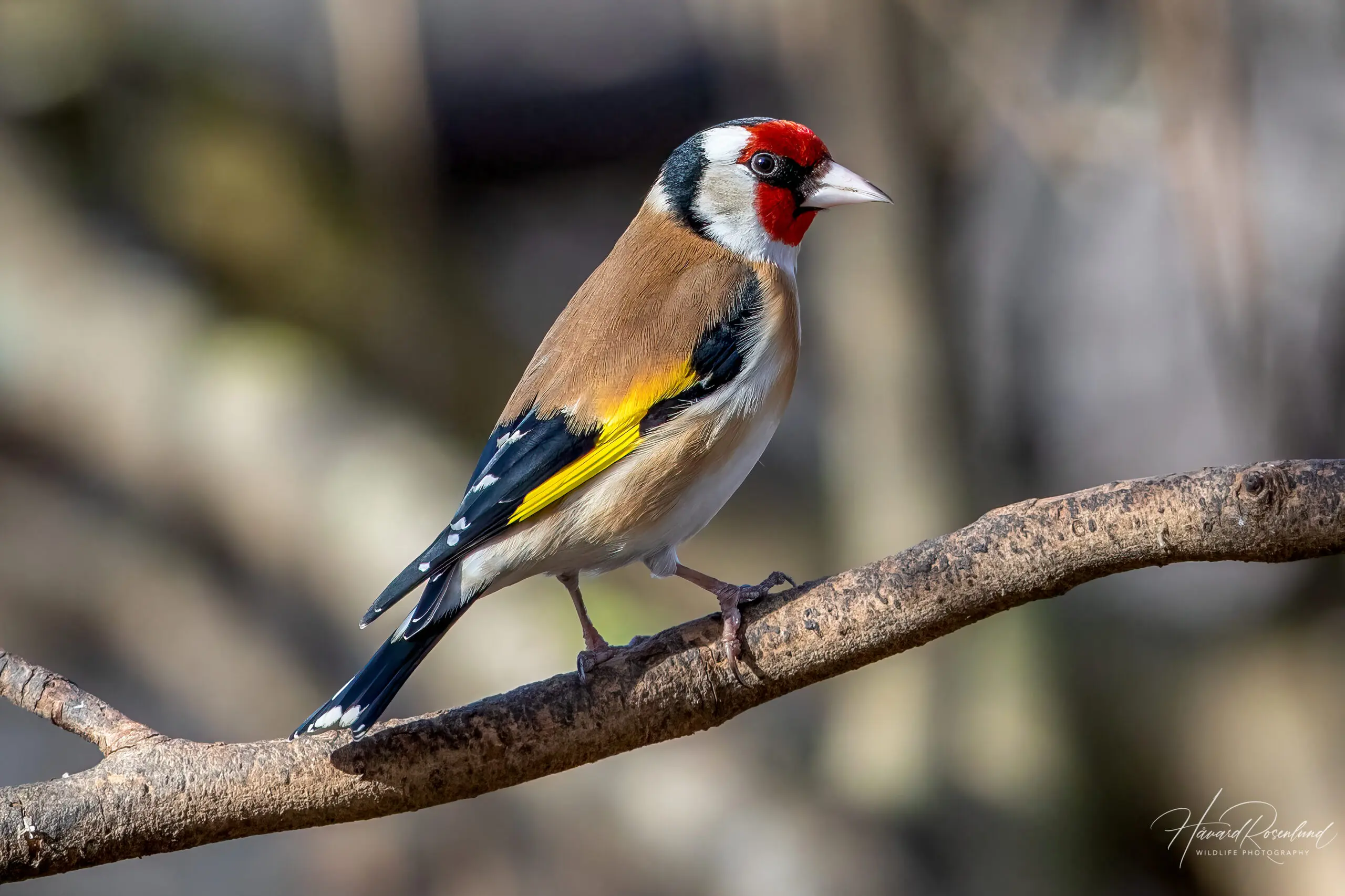 European Goldfinch (Carduelis carduelis) @ Fornebu, Norway. Photo: Håvard Rosenlund