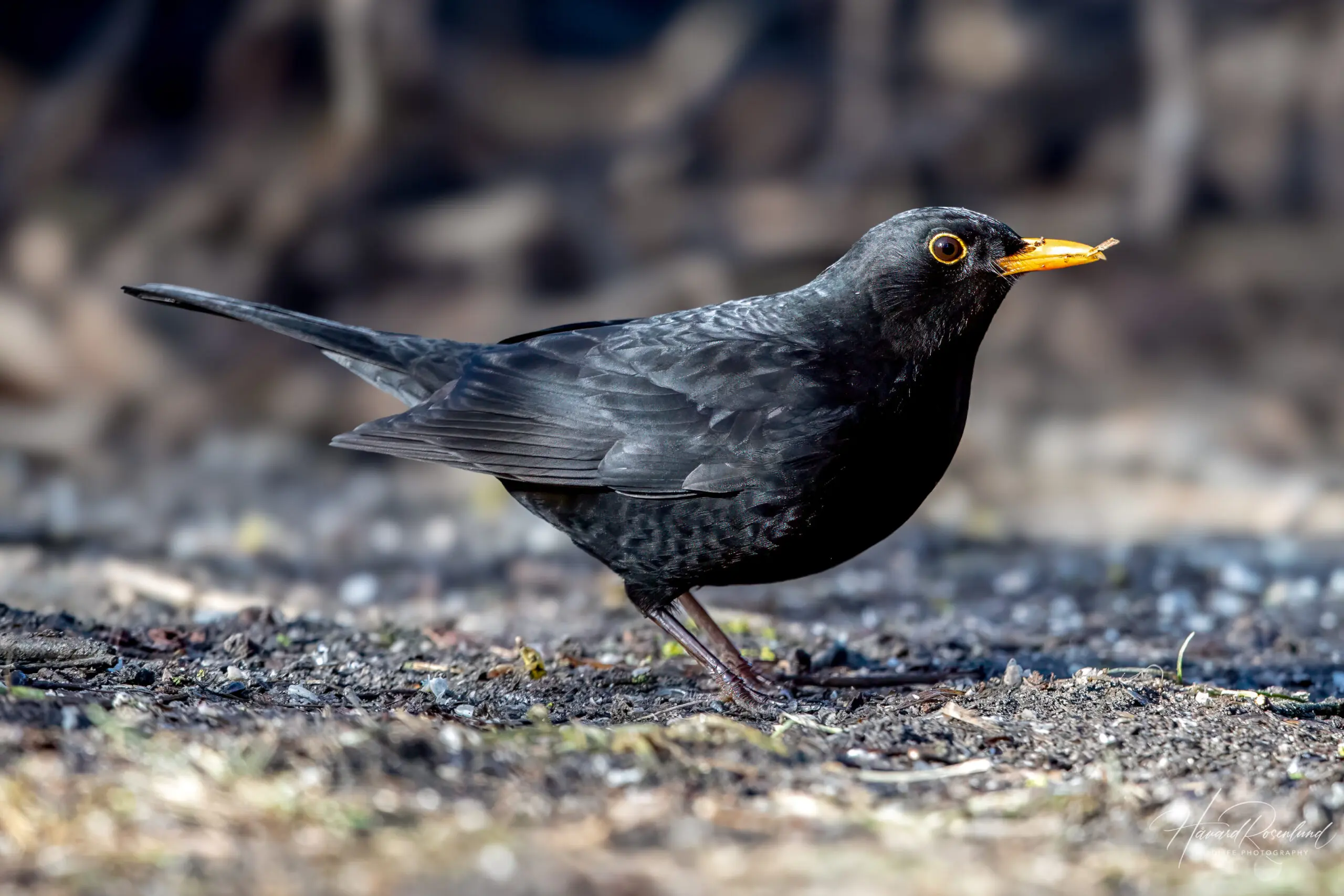 Eurasian Blackbird (Turdus merula) @ Fornebu, Norway. Photo: Håvard Rosenlund