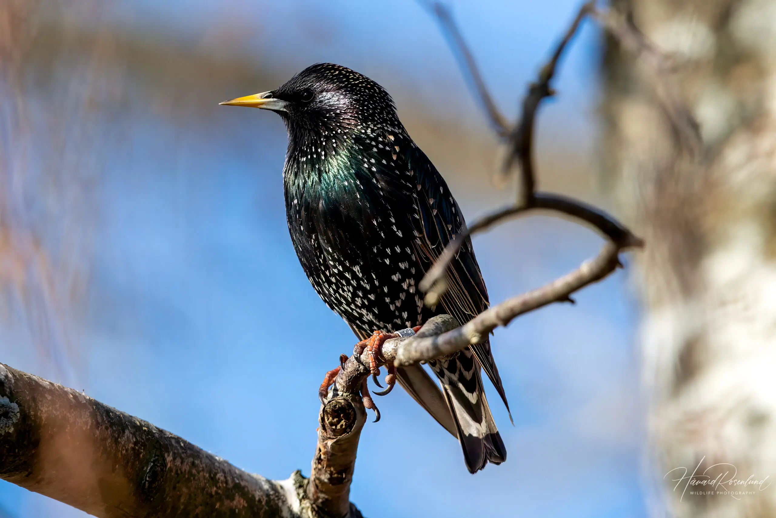 Common Starling (Sturnus vulgaris) @ Fornebu, Norway. Photo: Håvard Rosenlund